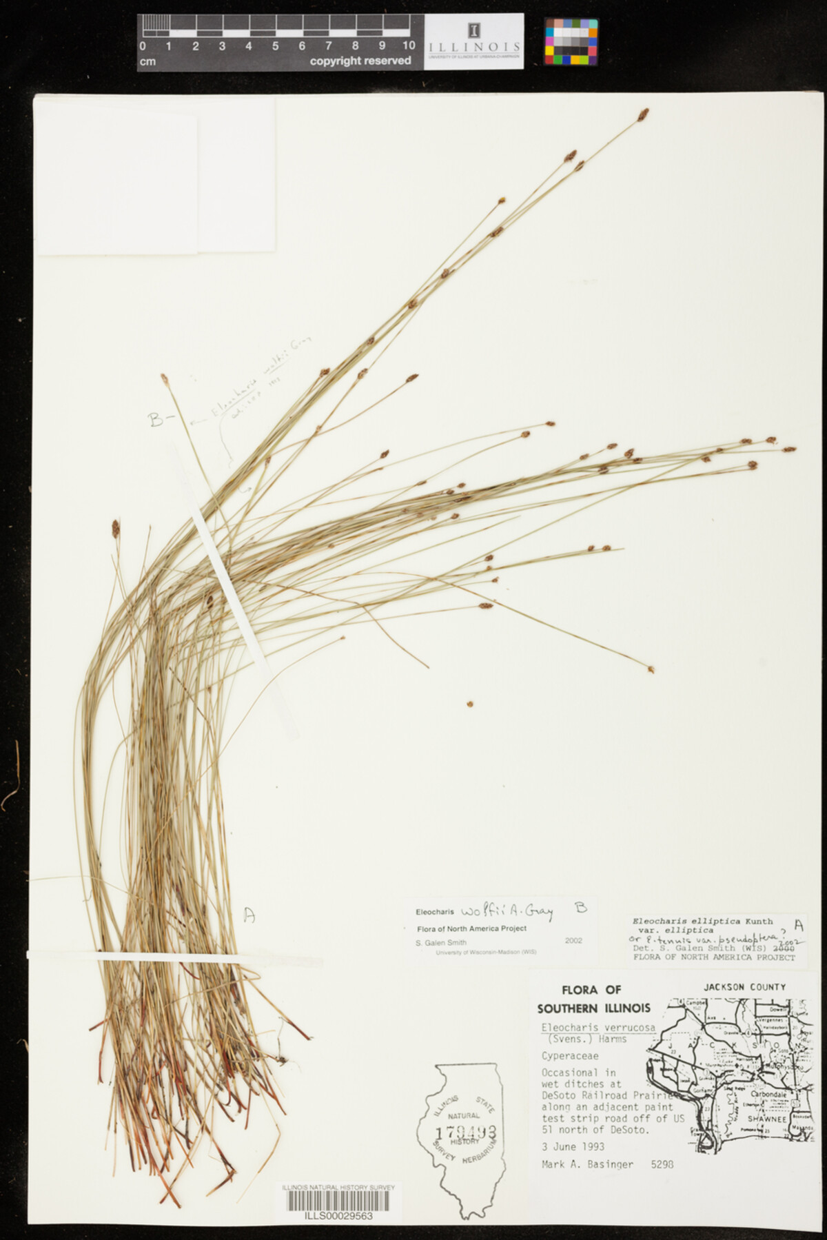 Eleocharis elliptica image
