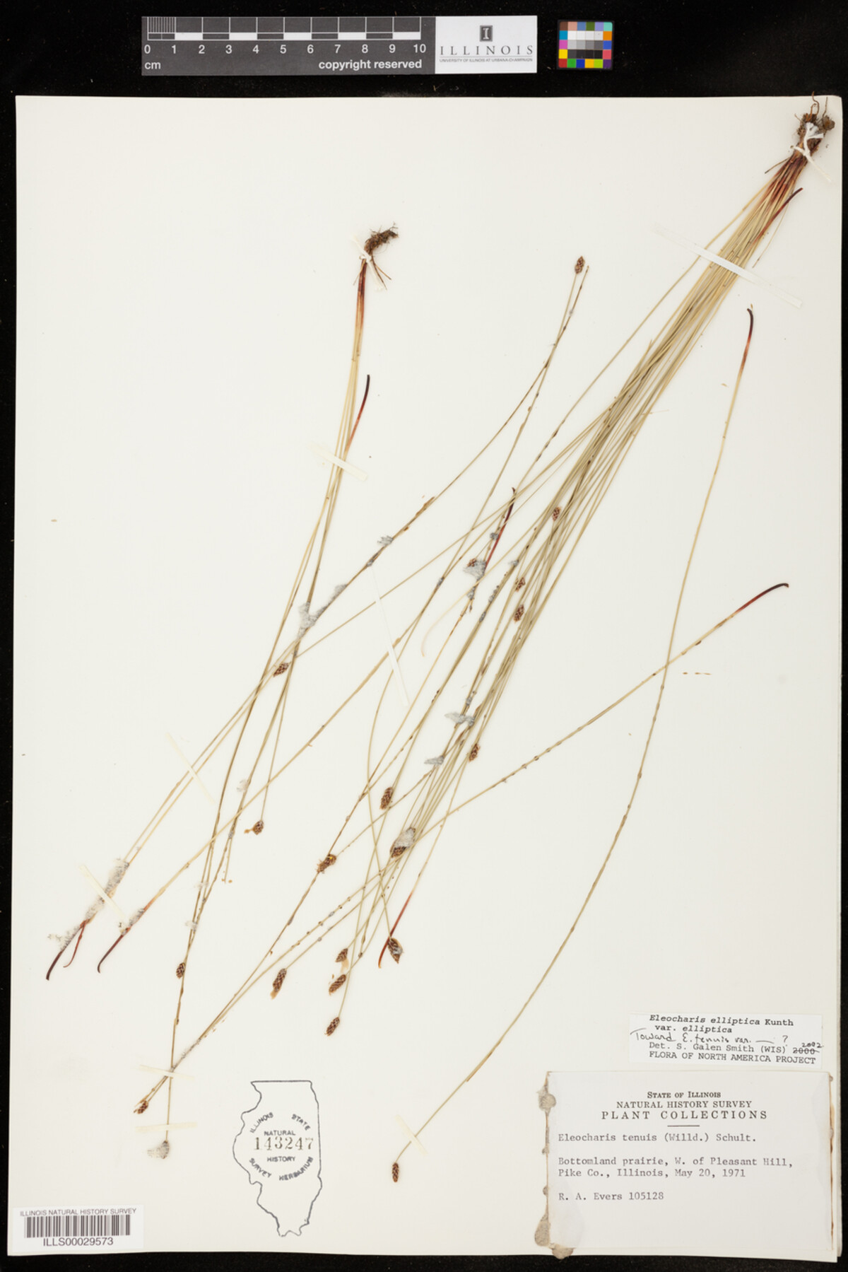 Eleocharis elliptica image