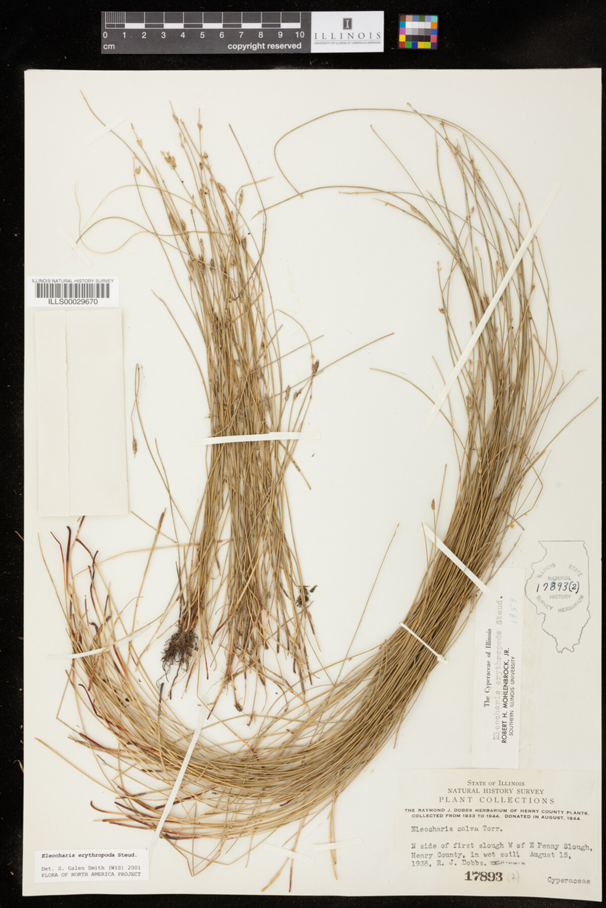 Eleocharis erythropoda image