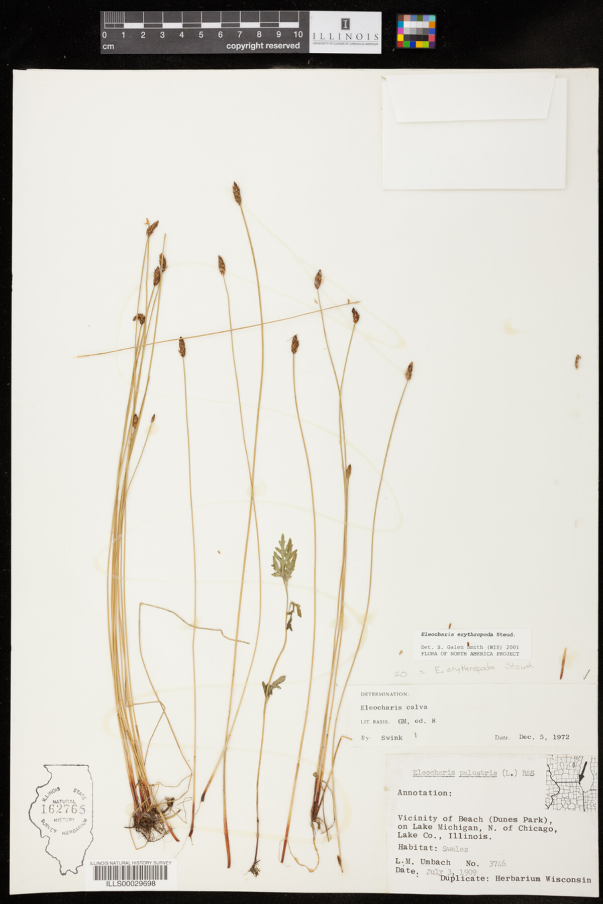 Eleocharis erythropoda image