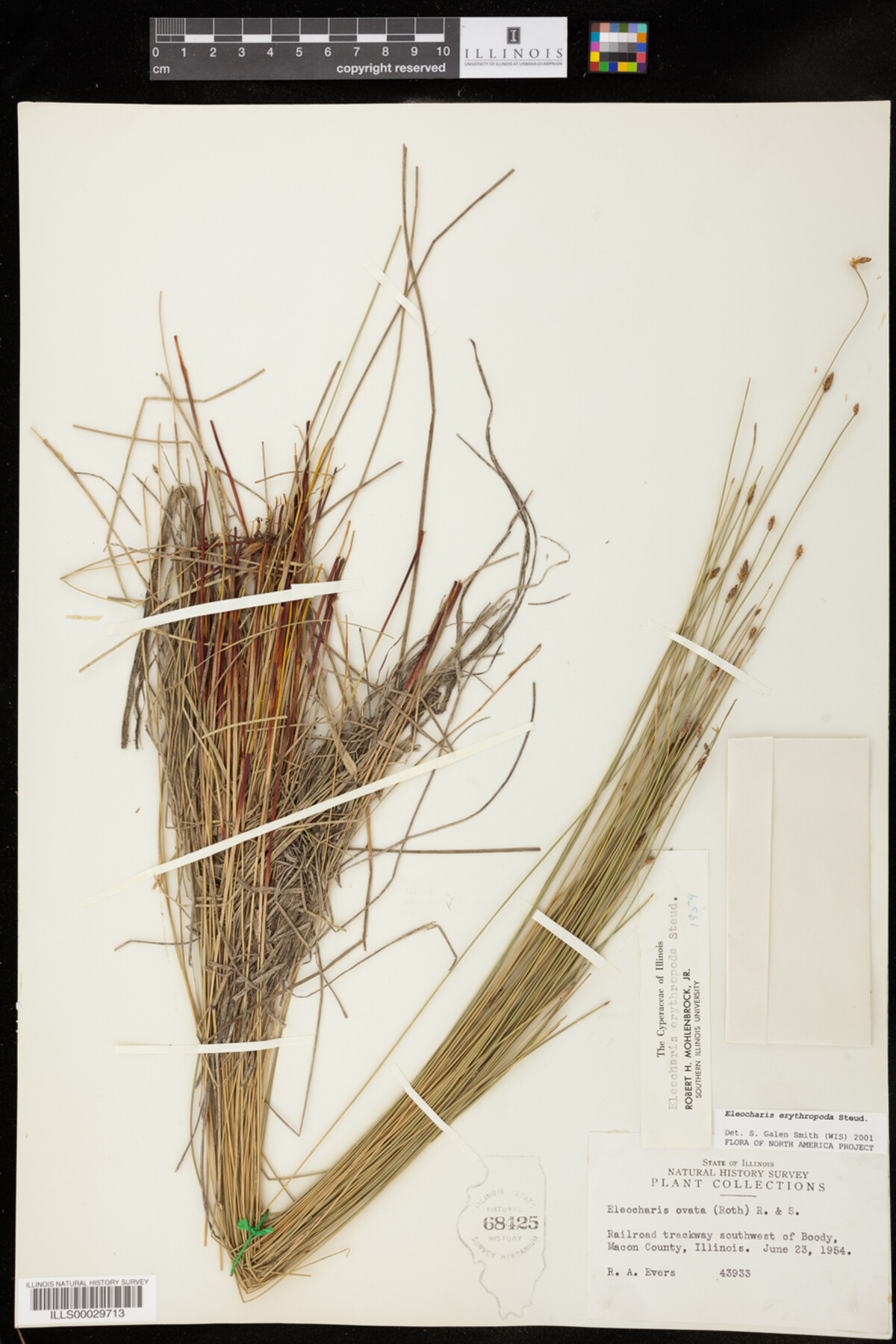 Eleocharis erythropoda image
