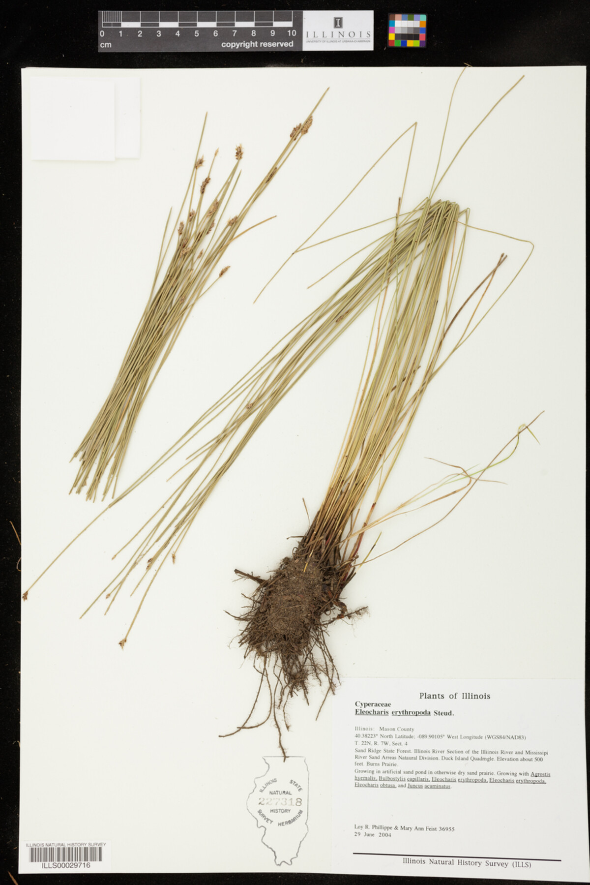 Eleocharis erythropoda image