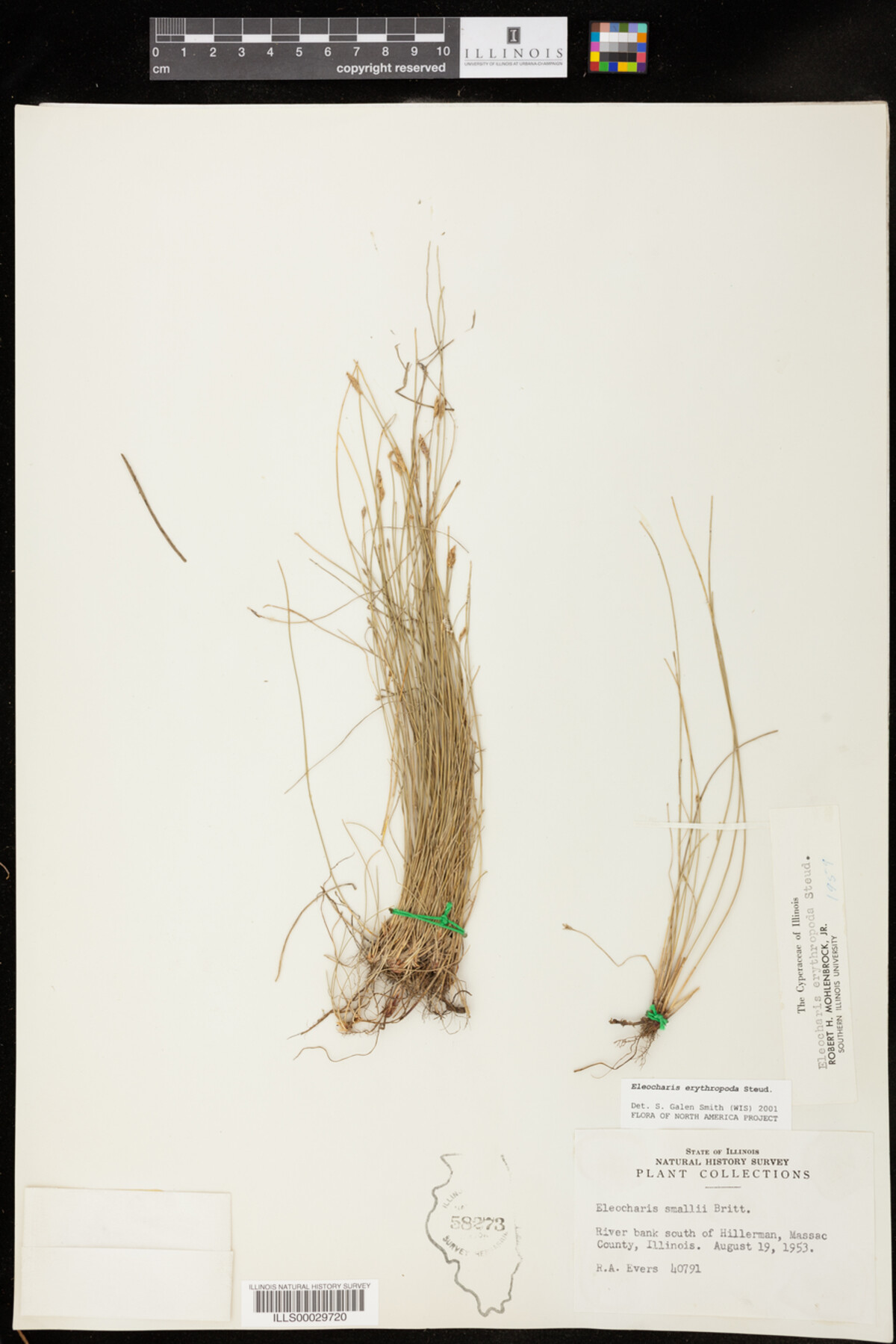 Eleocharis erythropoda image