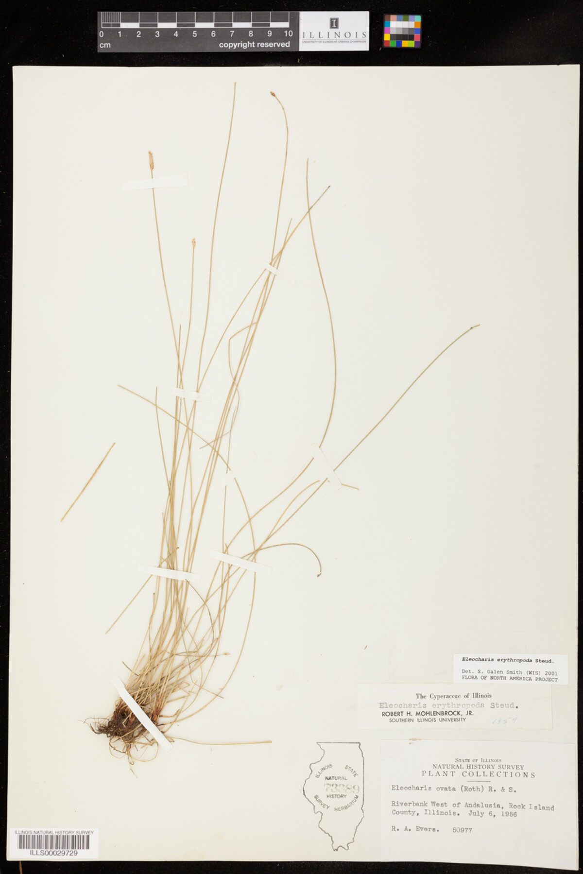 Eleocharis image