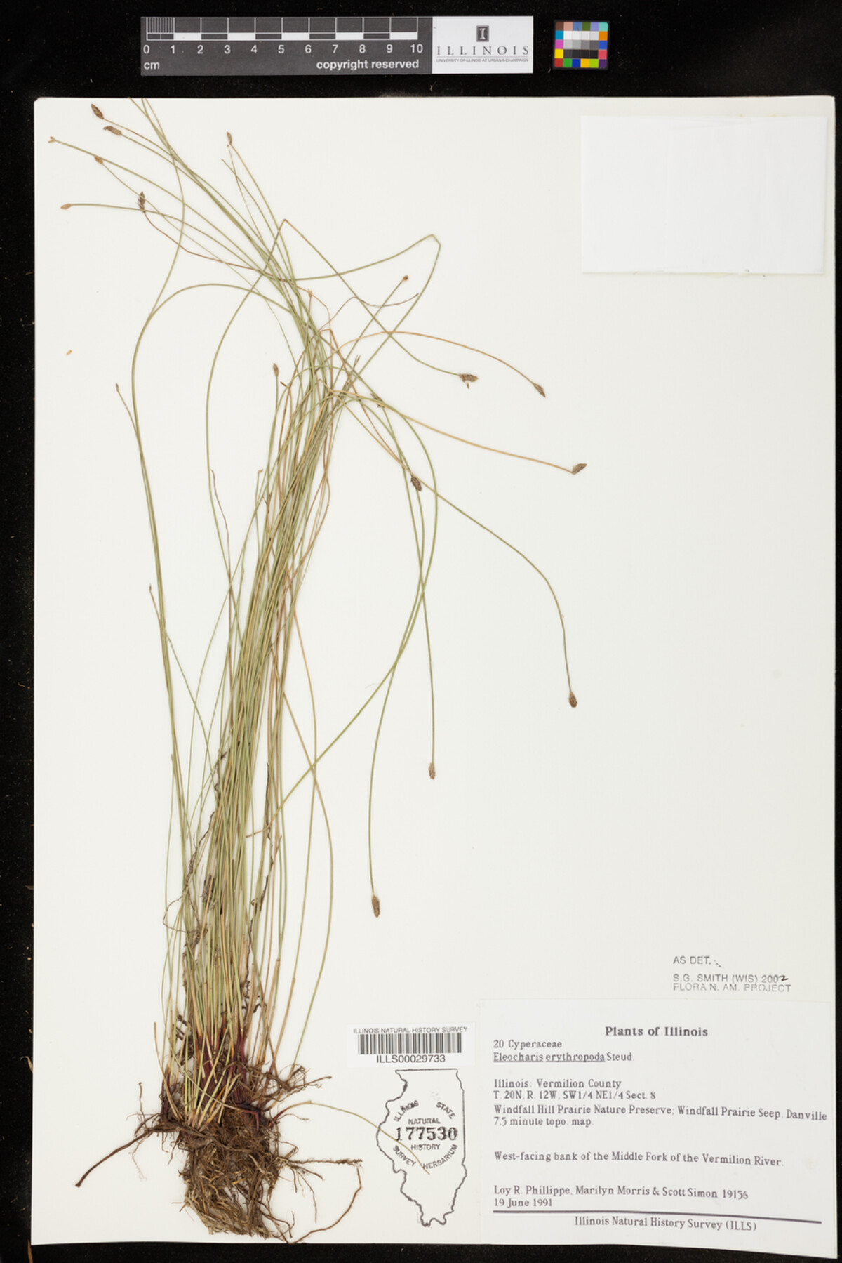 Eleocharis erythropoda image