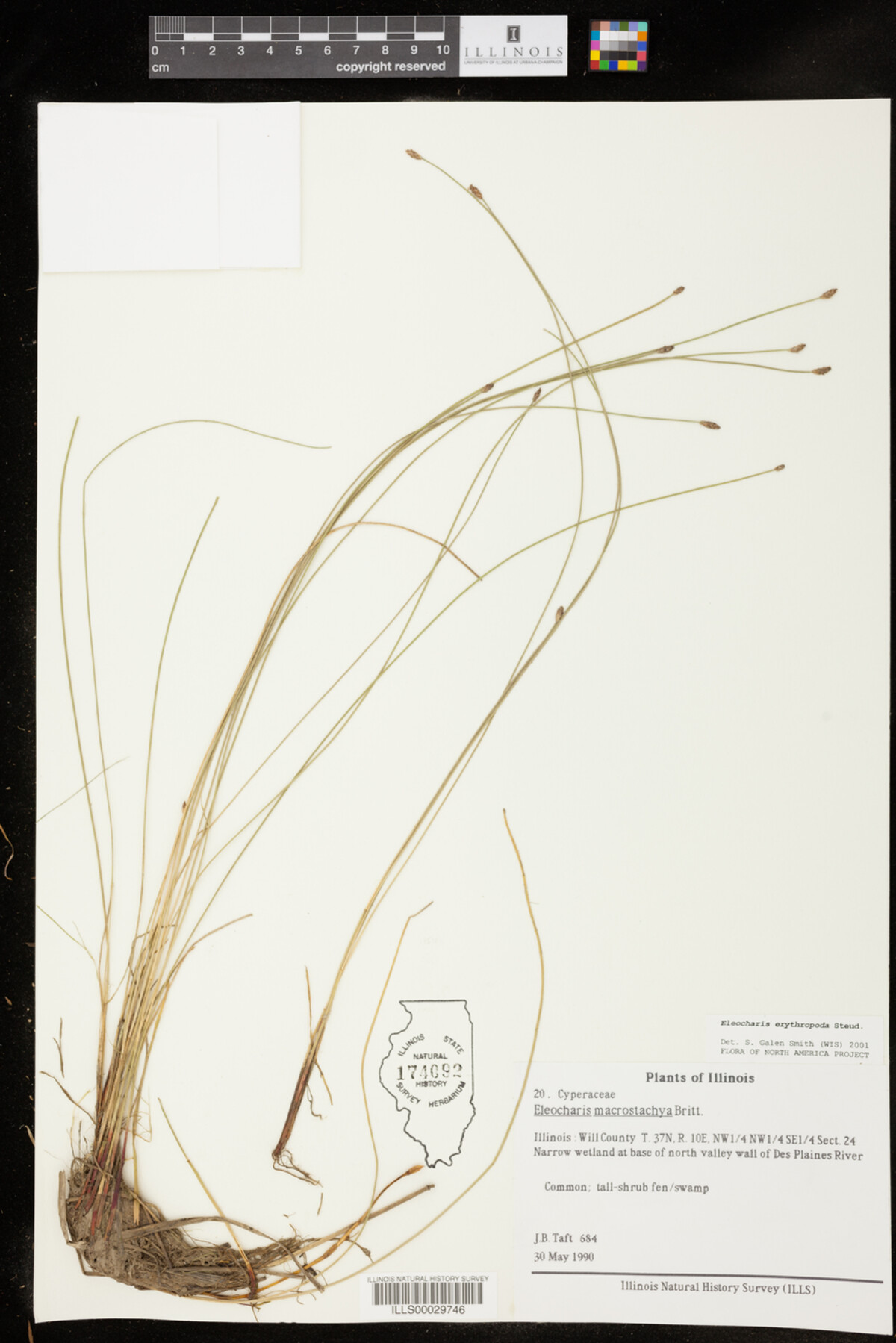 Eleocharis erythropoda image