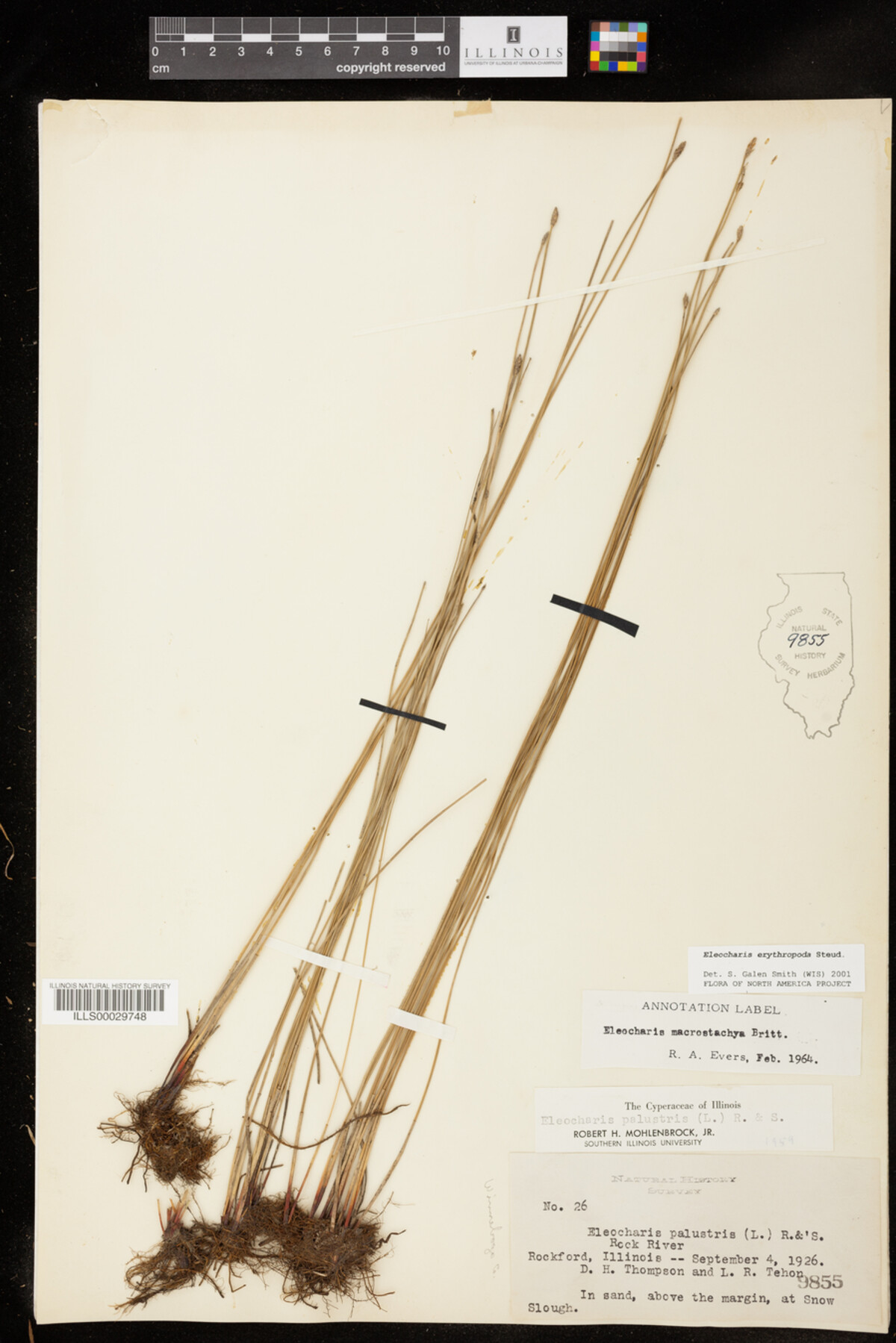 Eleocharis erythropoda image