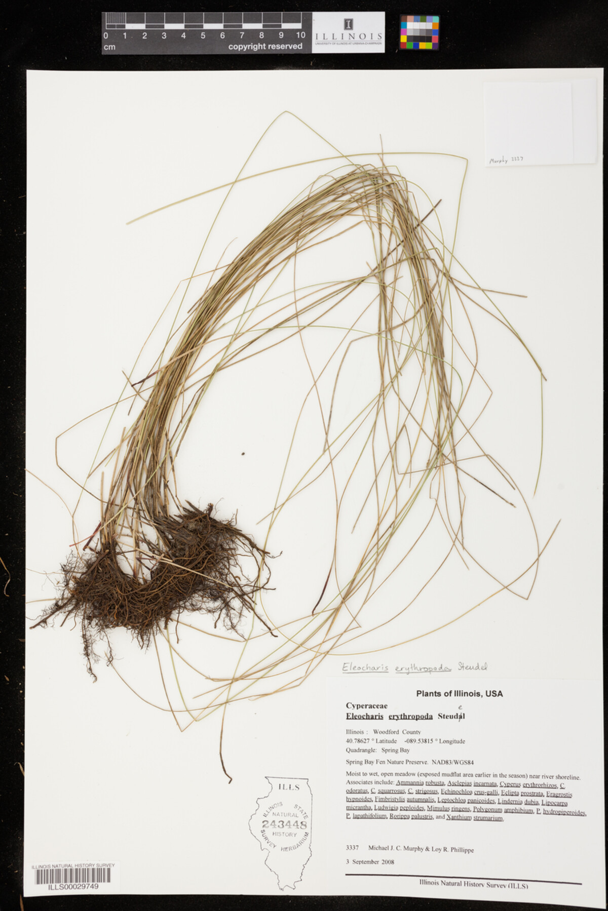 Eleocharis erythropoda image