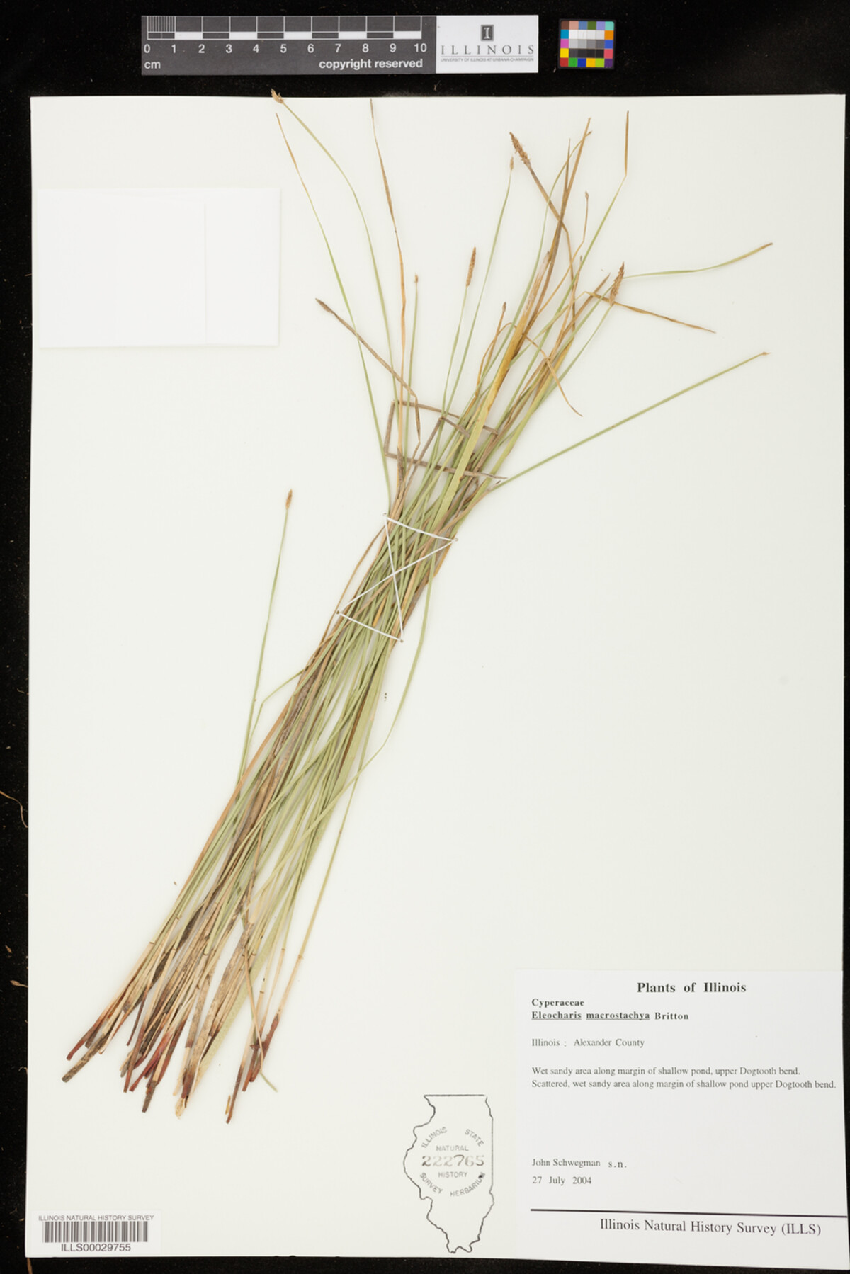 Eleocharis macrostachya image