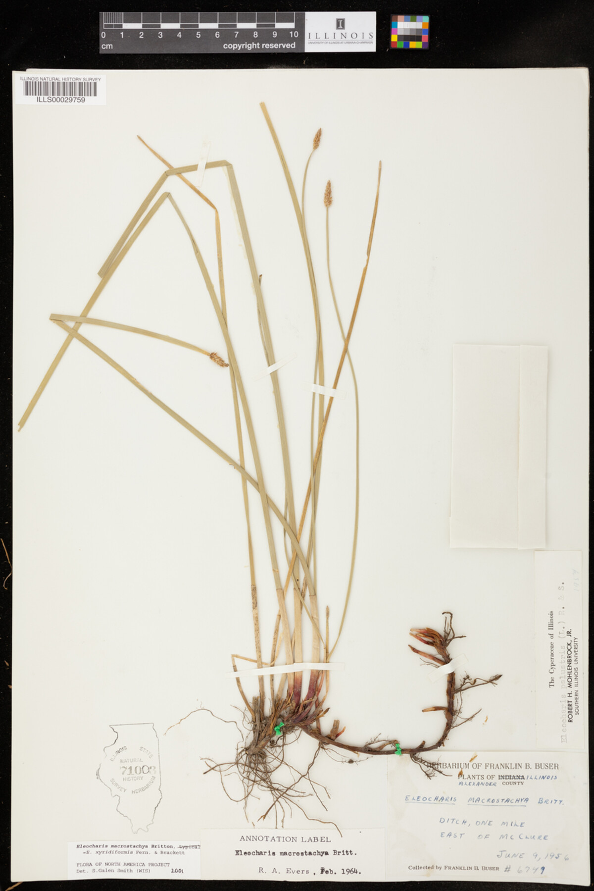 Eleocharis image