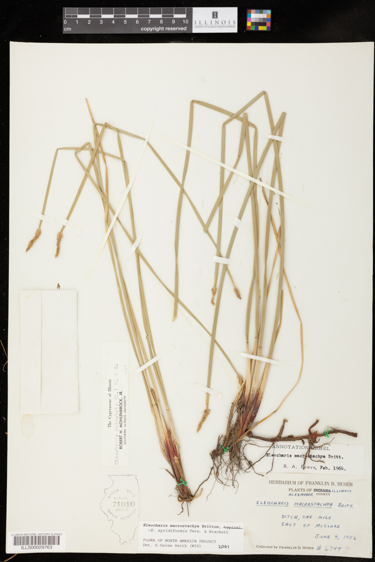 Eleocharis image