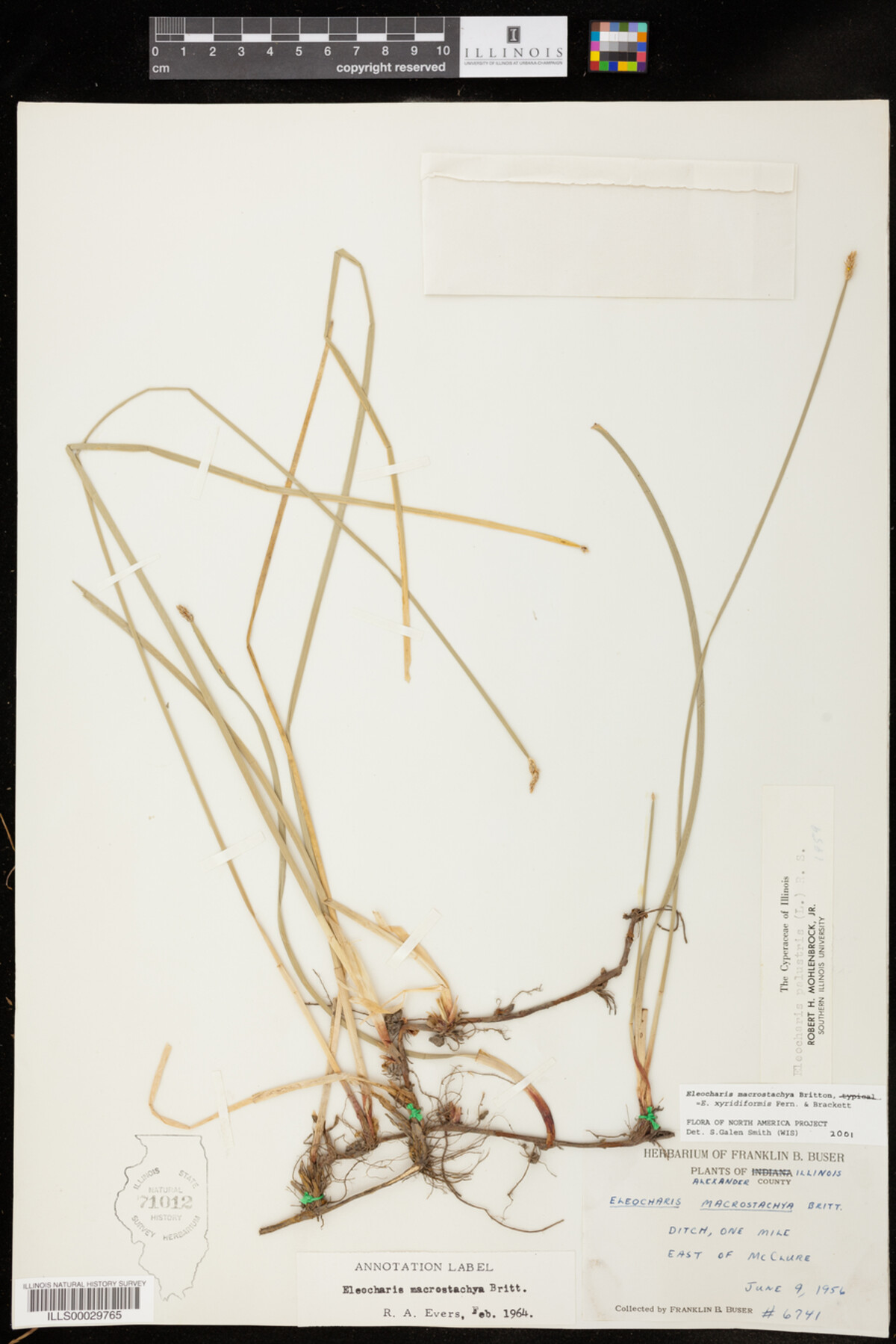 Eleocharis macrostachya image