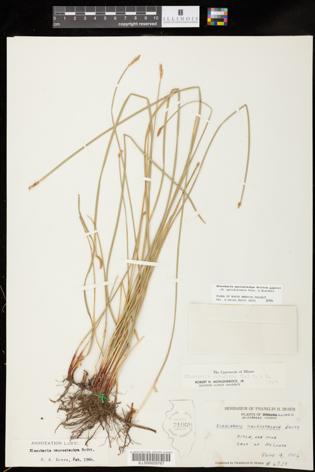 Eleocharis macrostachya image