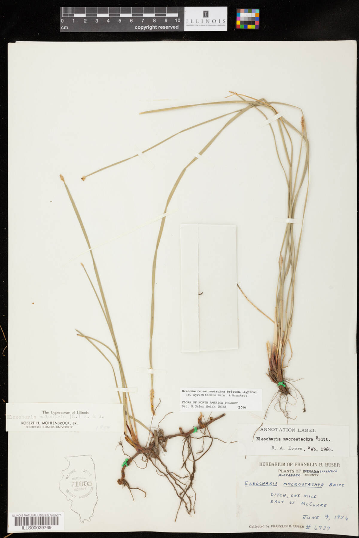 Eleocharis macrostachya image