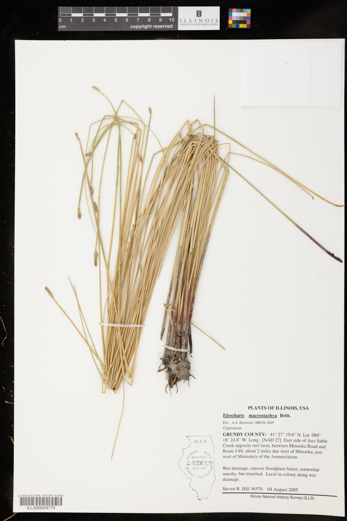 Eleocharis macrostachya image