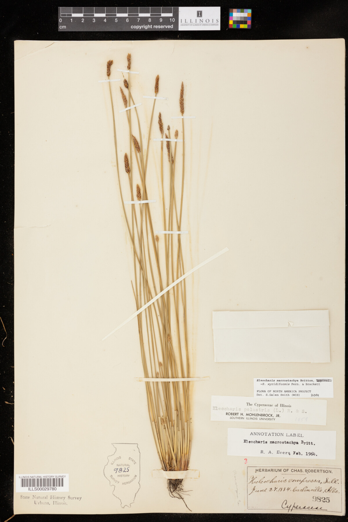 Eleocharis image