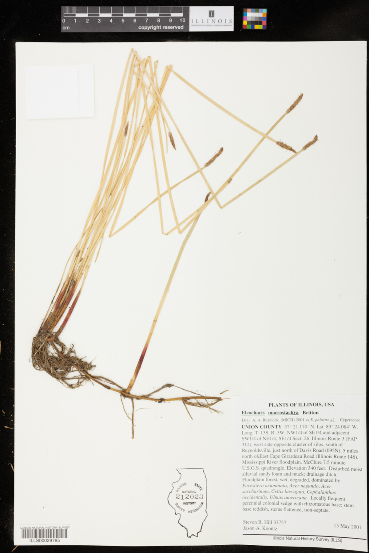 Eleocharis macrostachya image