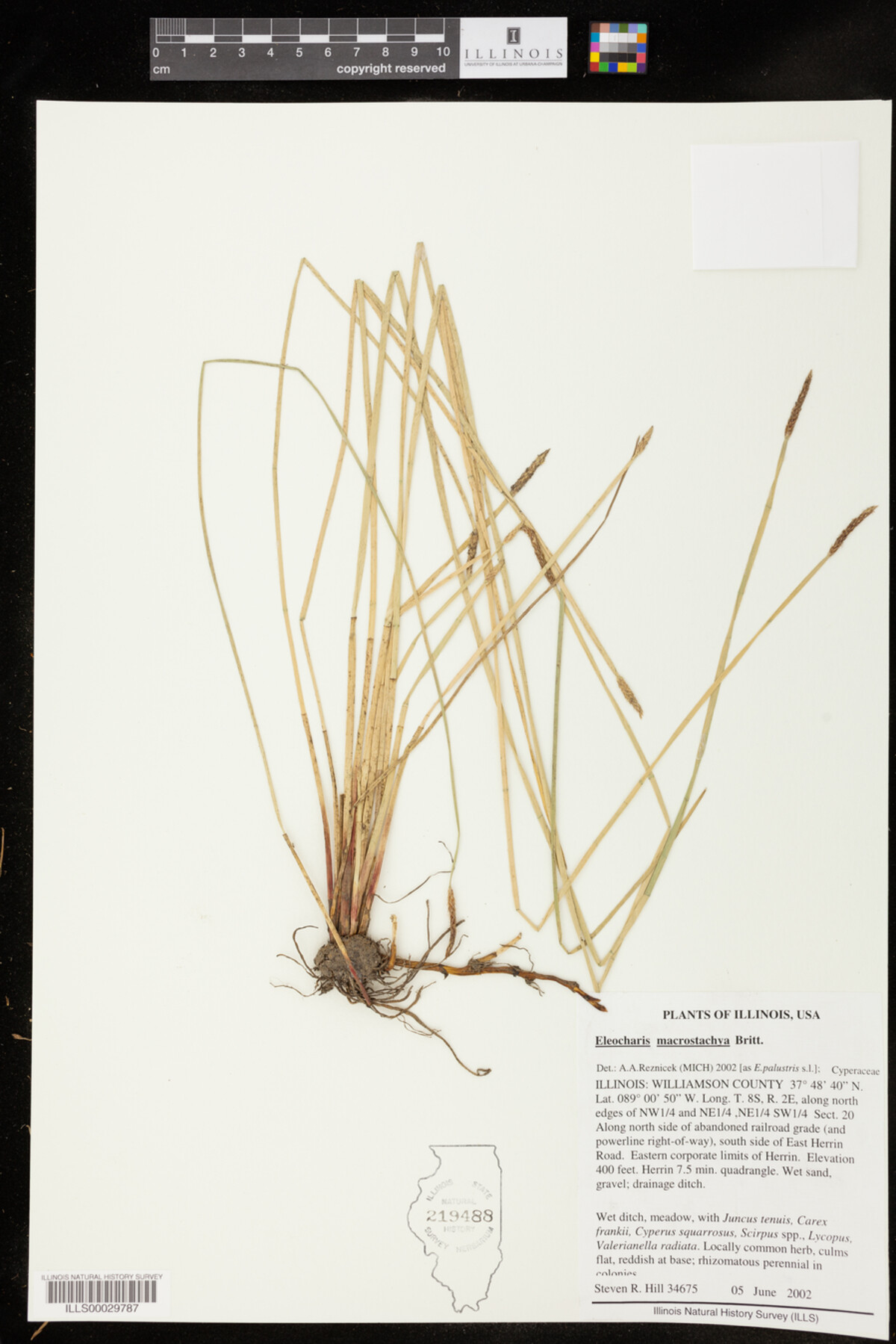 Eleocharis image
