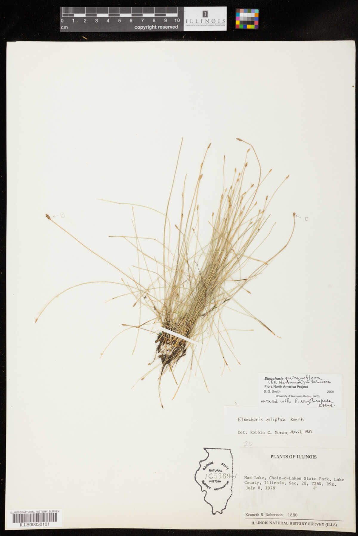 Eleocharis quinqueflora image