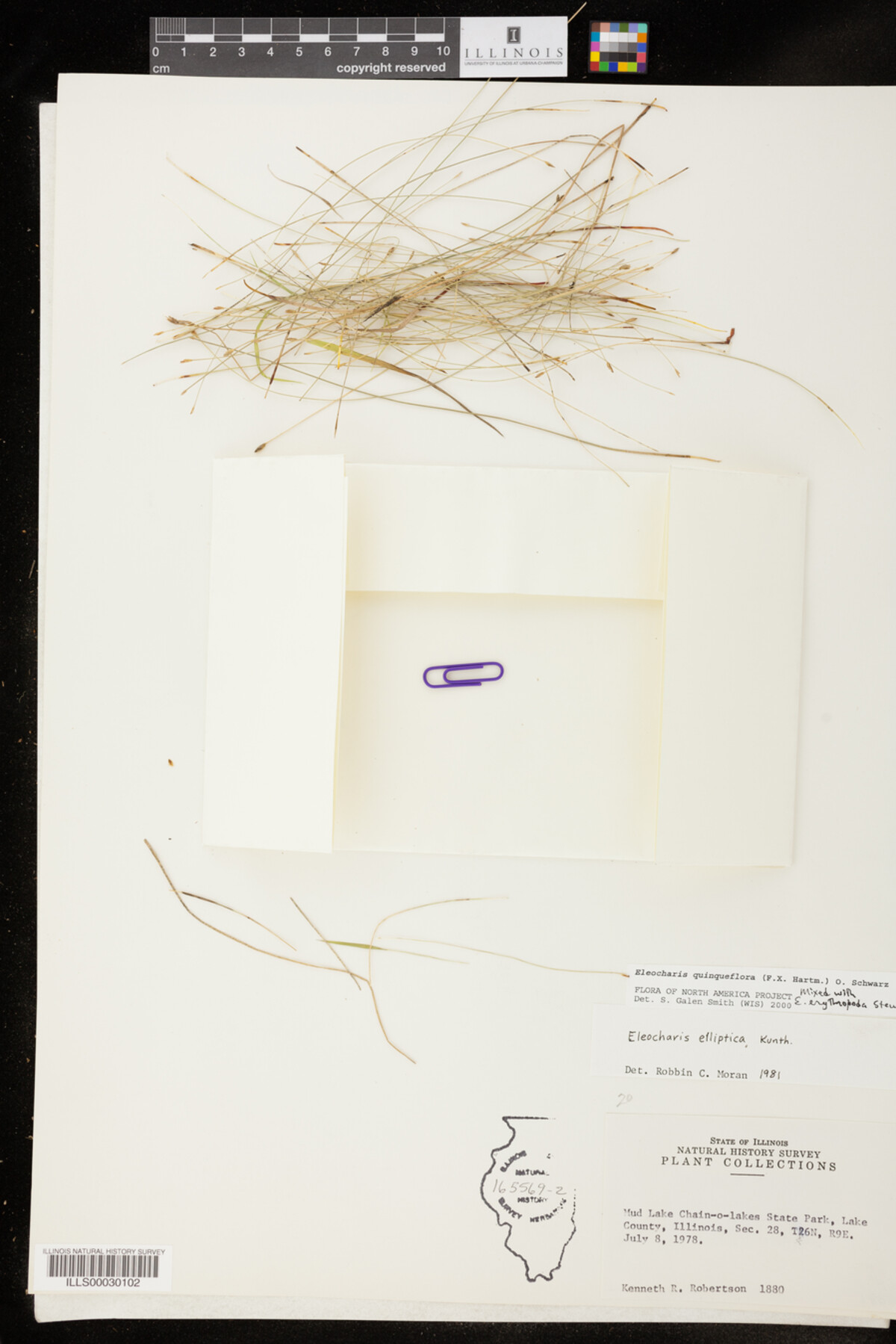 Eleocharis quinqueflora image