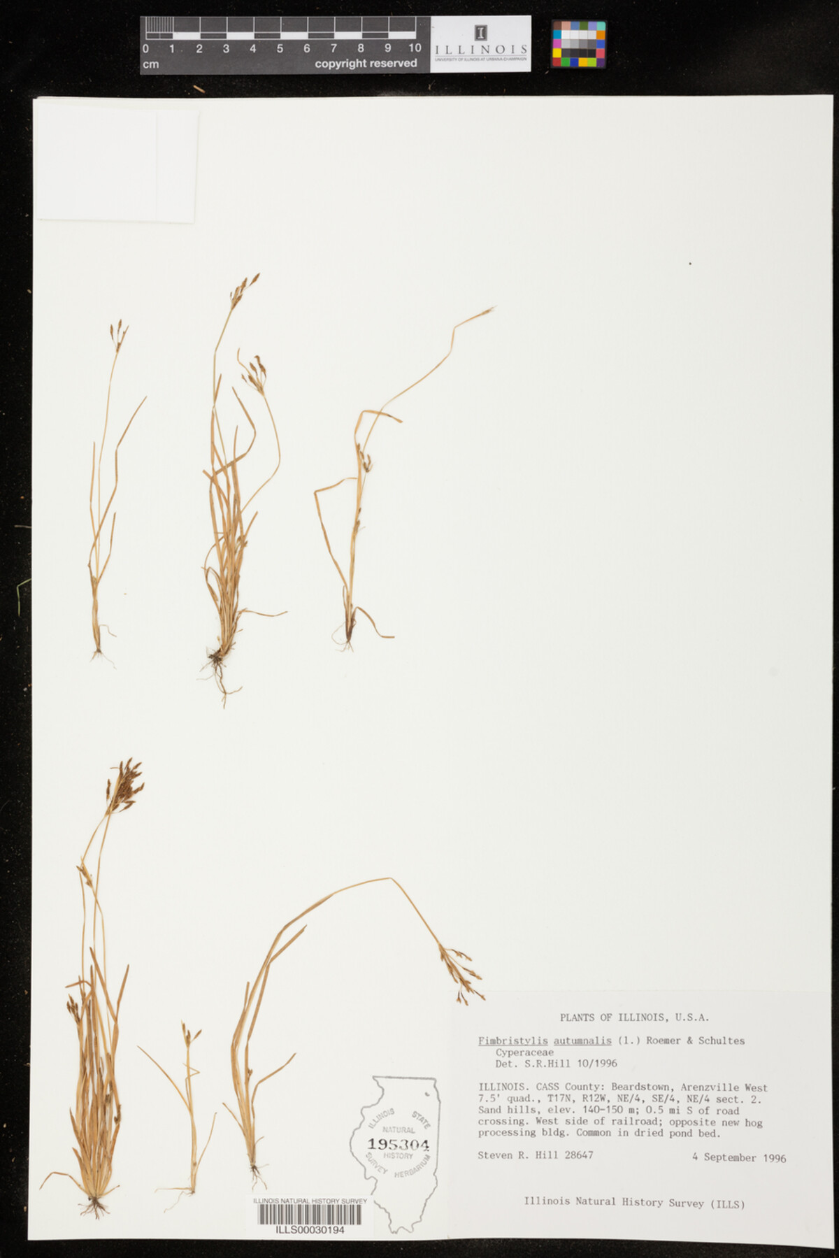 Fimbristylis autumnalis image