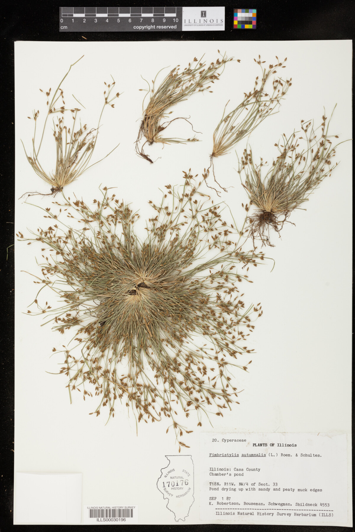 Fimbristylis autumnalis image