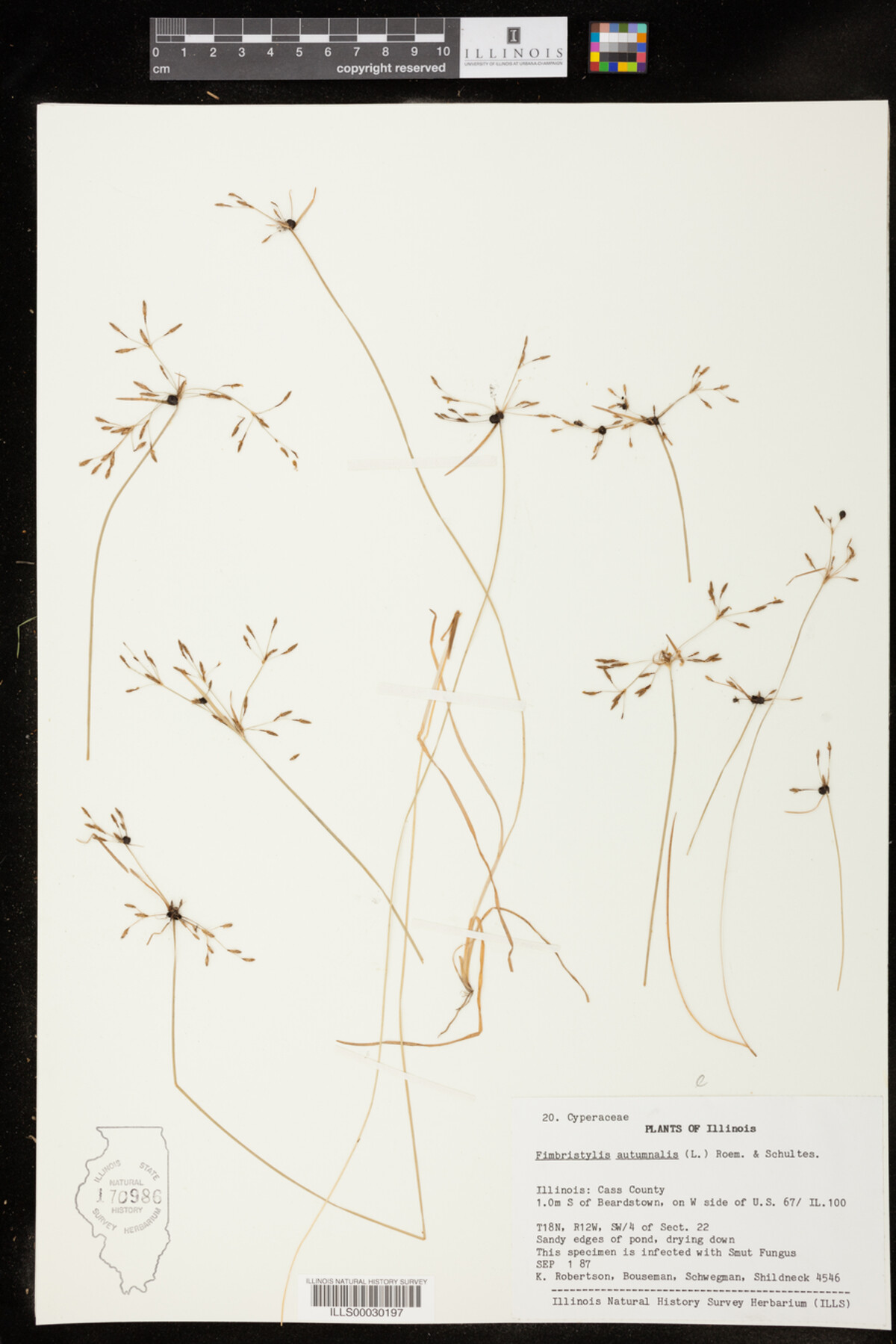 Fimbristylis autumnalis image