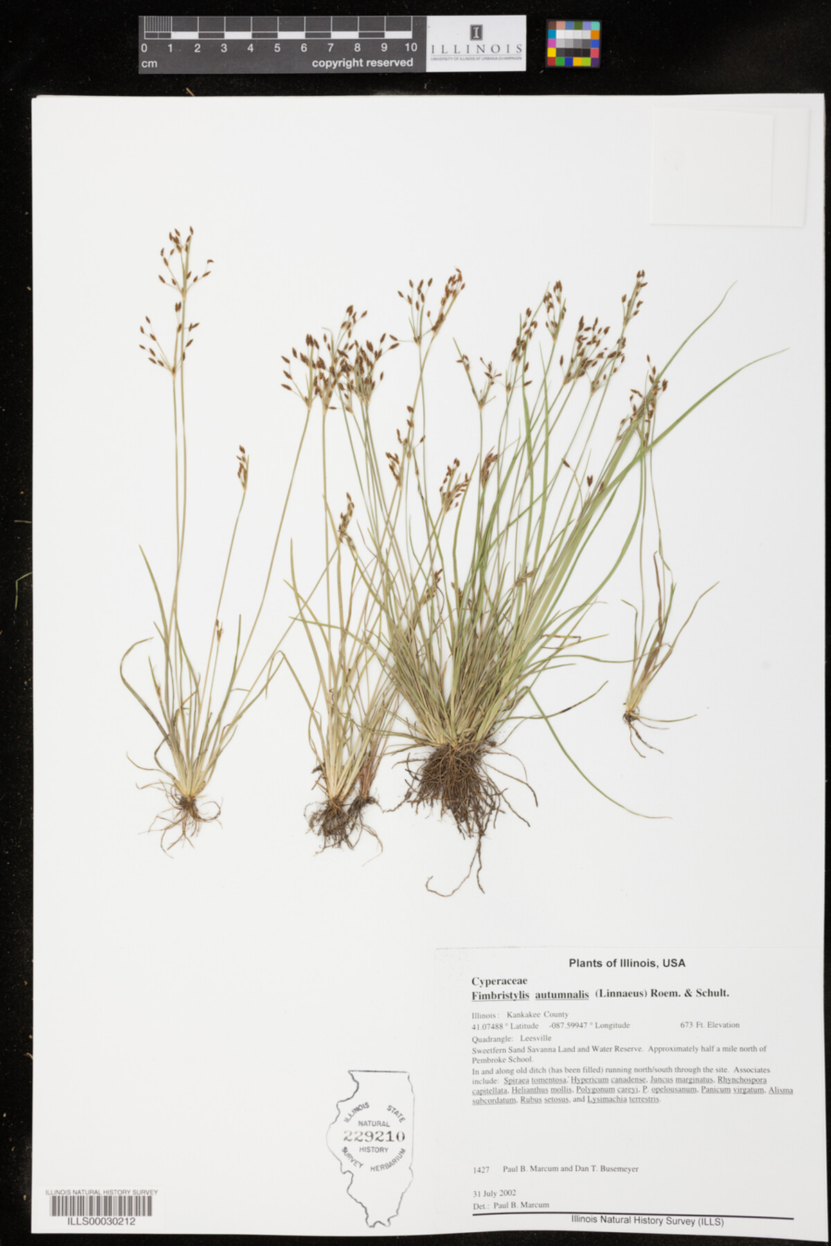 Fimbristylis autumnalis image