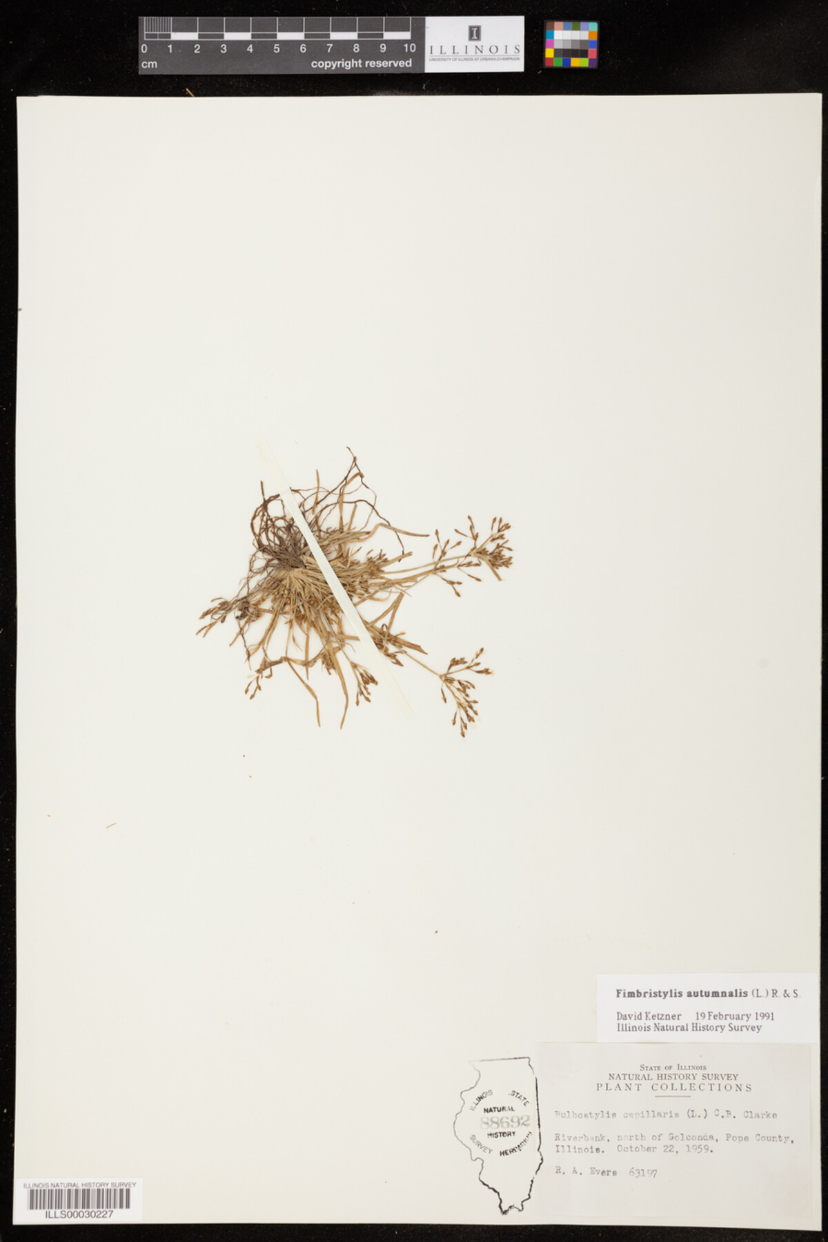 Fimbristylis autumnalis image
