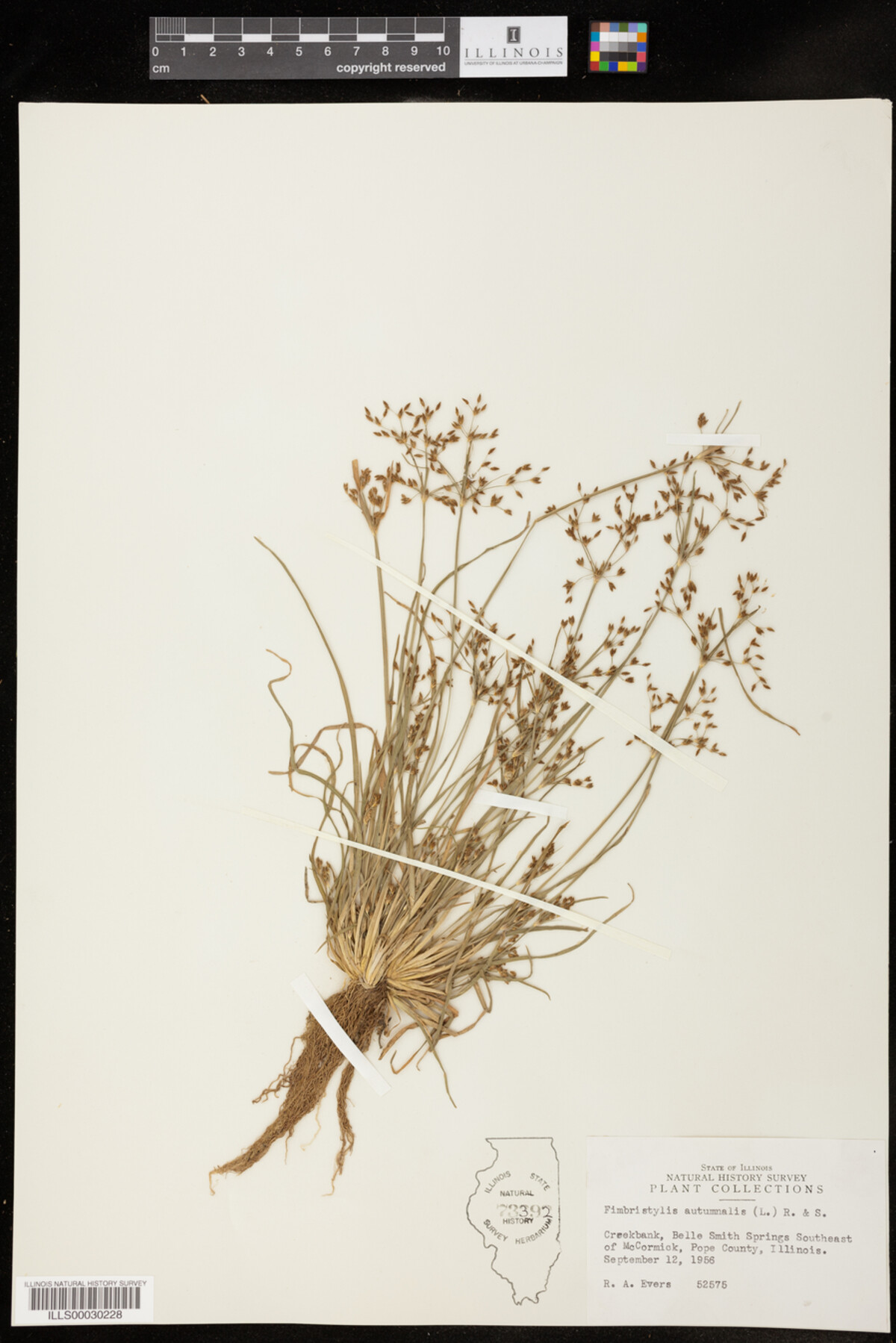 Fimbristylis autumnalis image