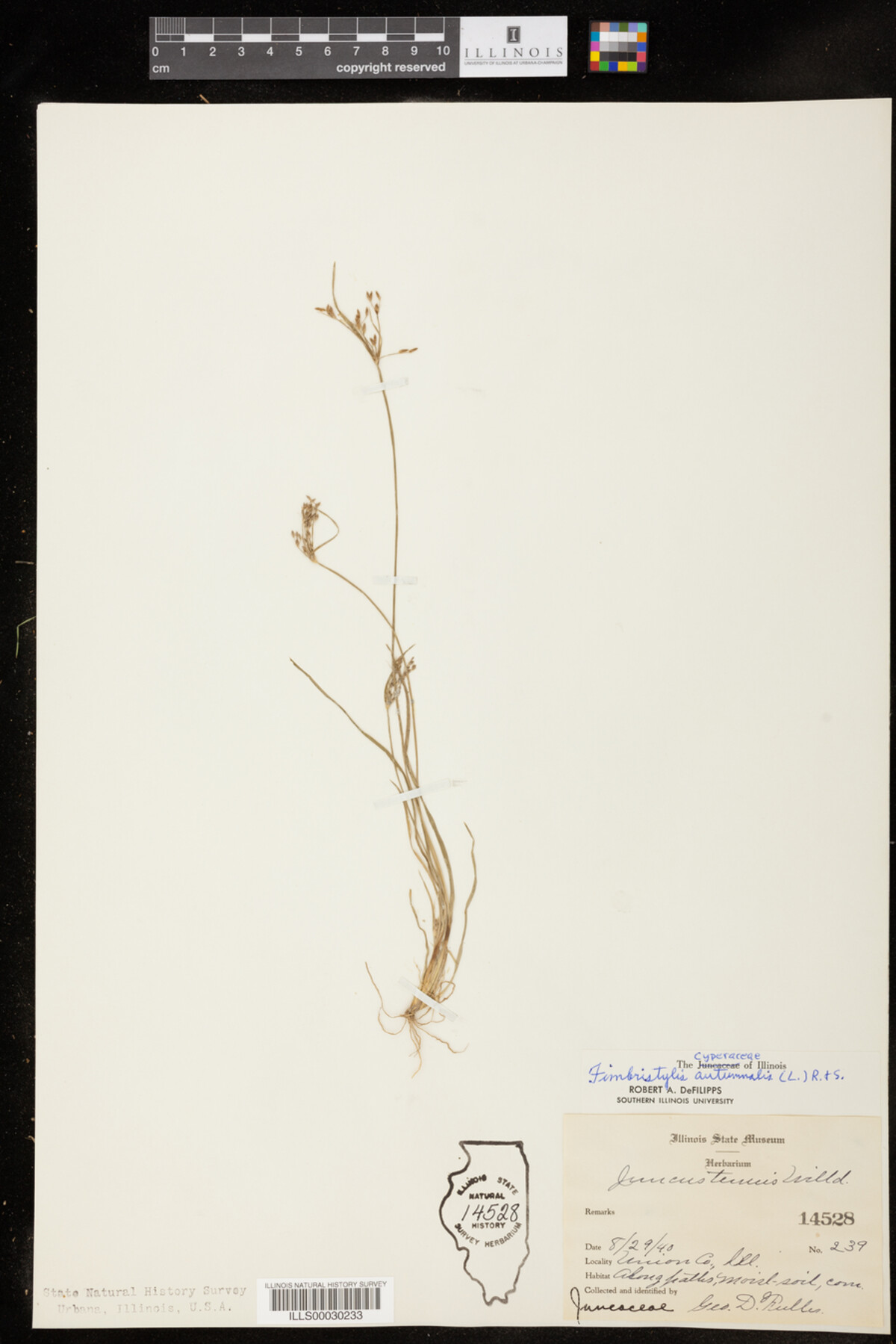 Fimbristylis autumnalis image
