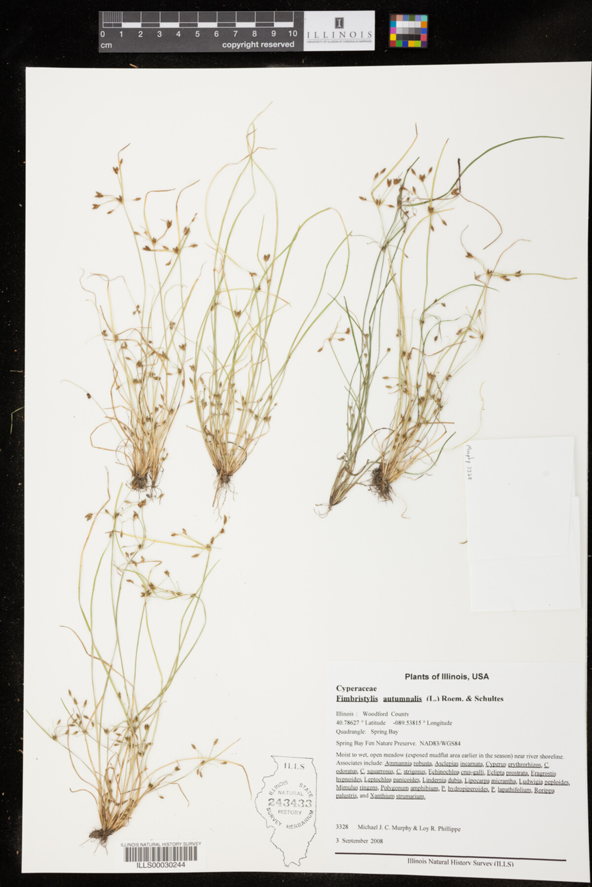 Fimbristylis autumnalis image