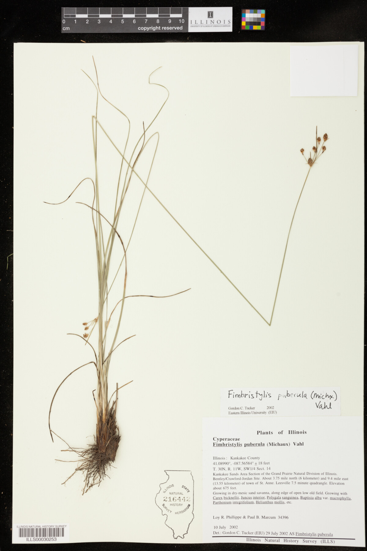 Fimbristylis puberula image