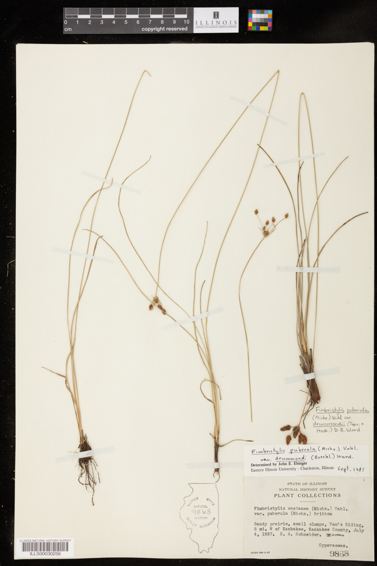 Fimbristylis puberula var. drummondii image