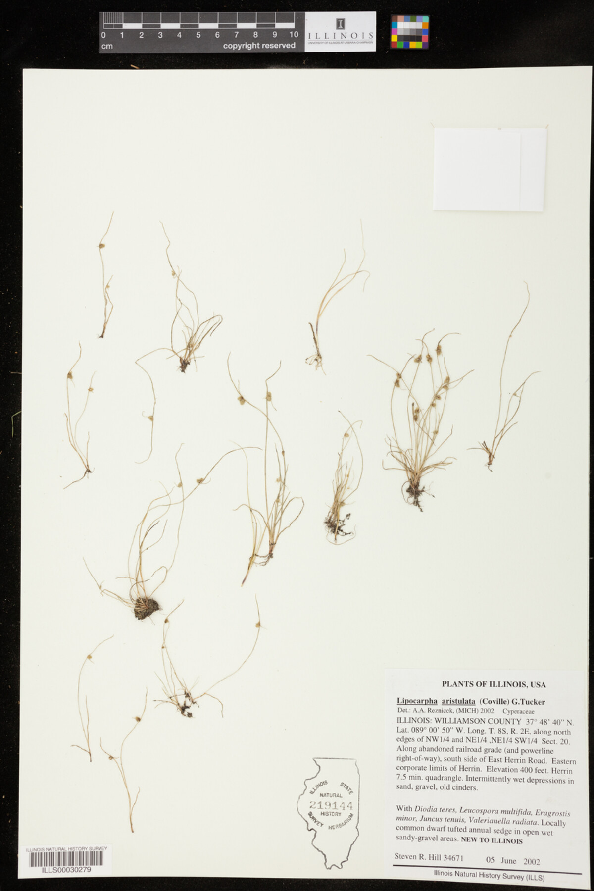 Lipocarpha aristulata image