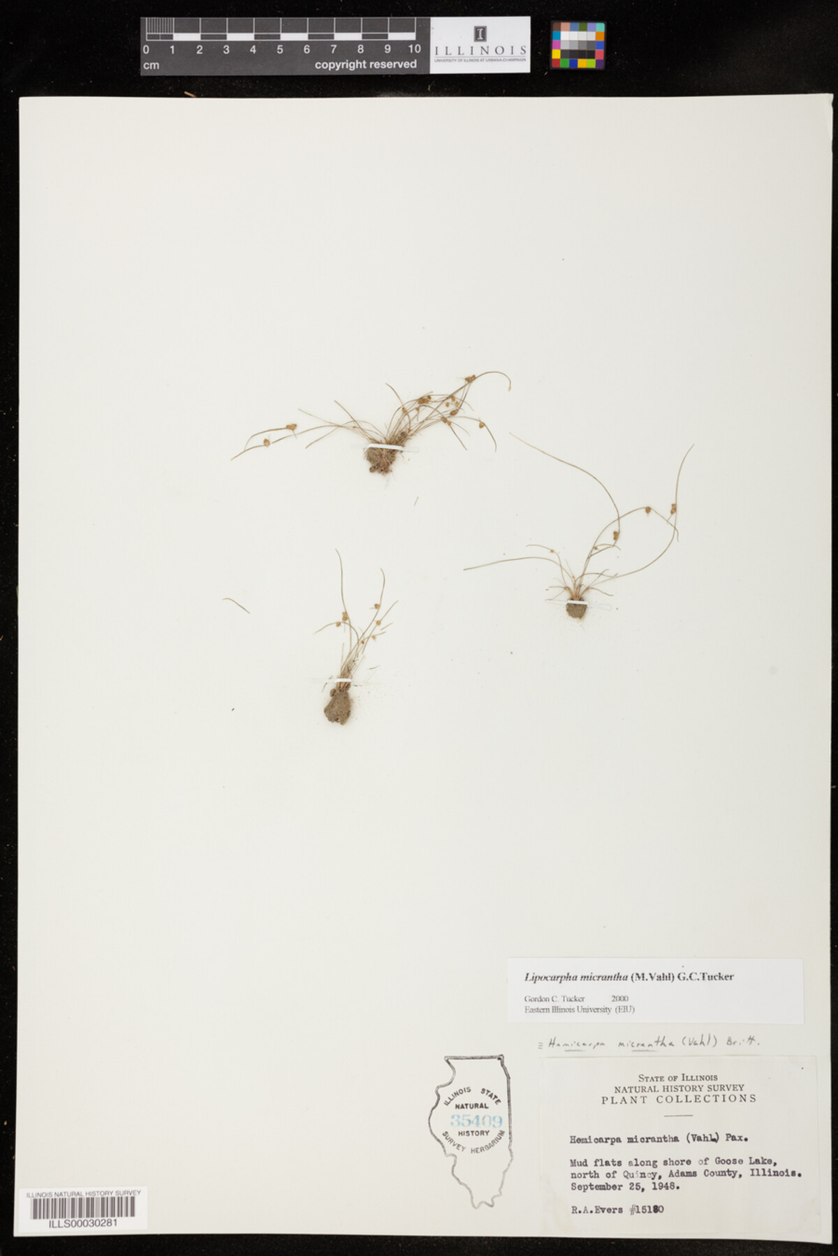 Lipocarpha micrantha image