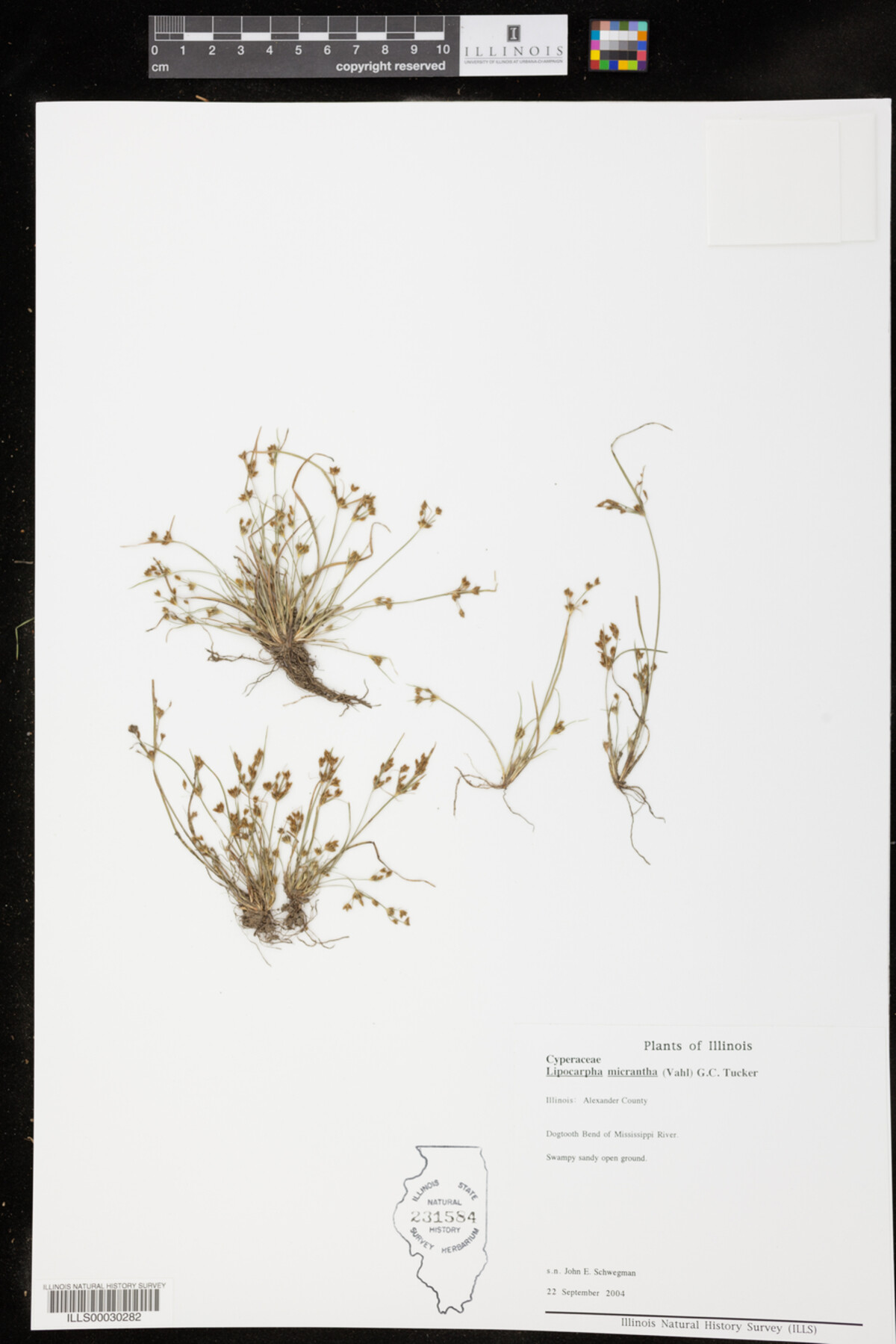 Lipocarpha micrantha image