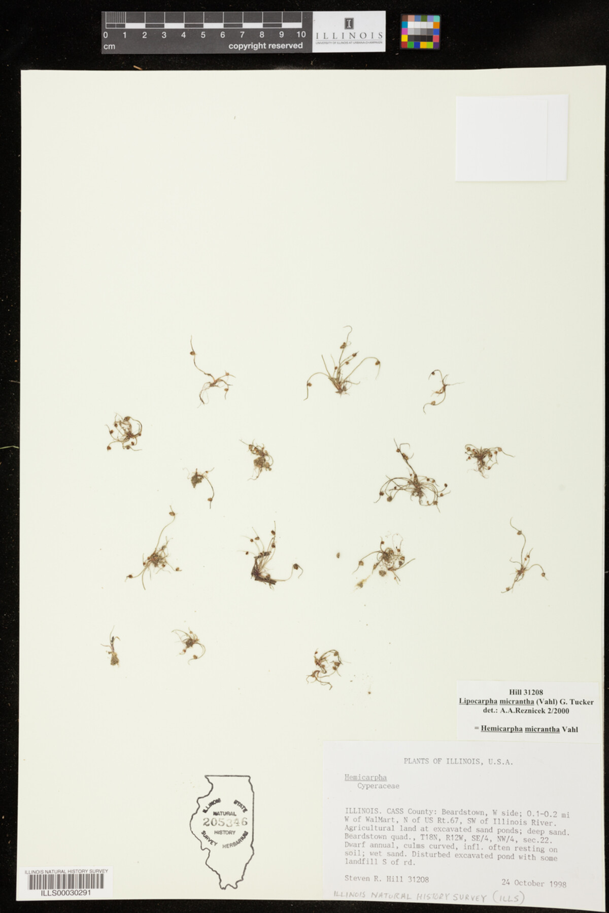 Lipocarpha micrantha image