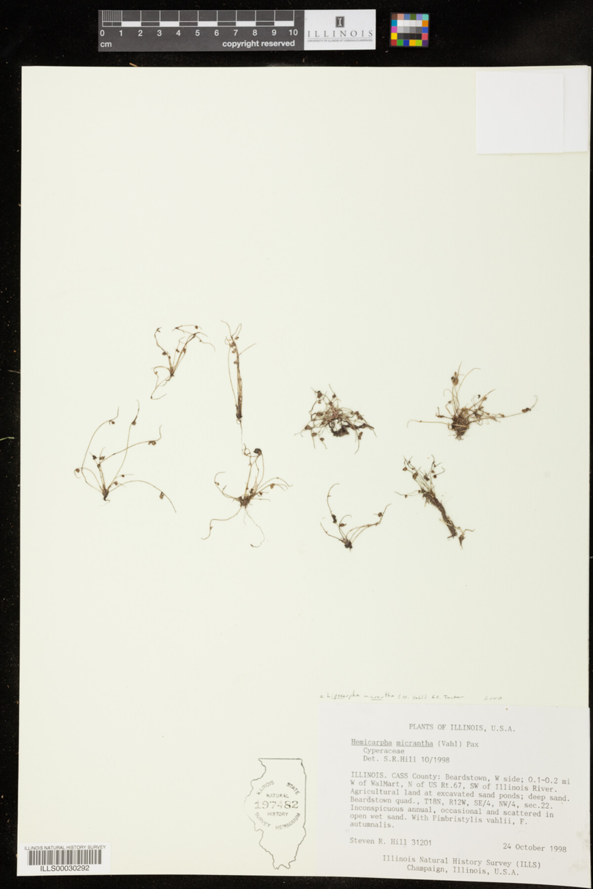 Lipocarpha micrantha image