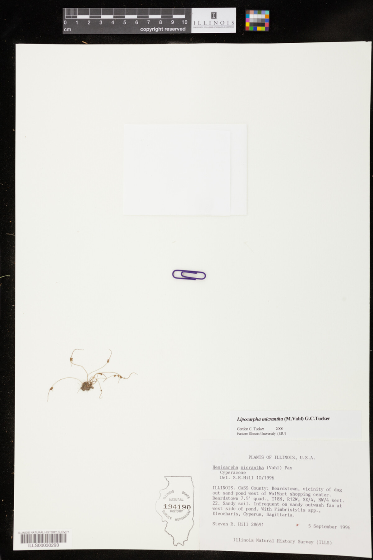 Lipocarpha image