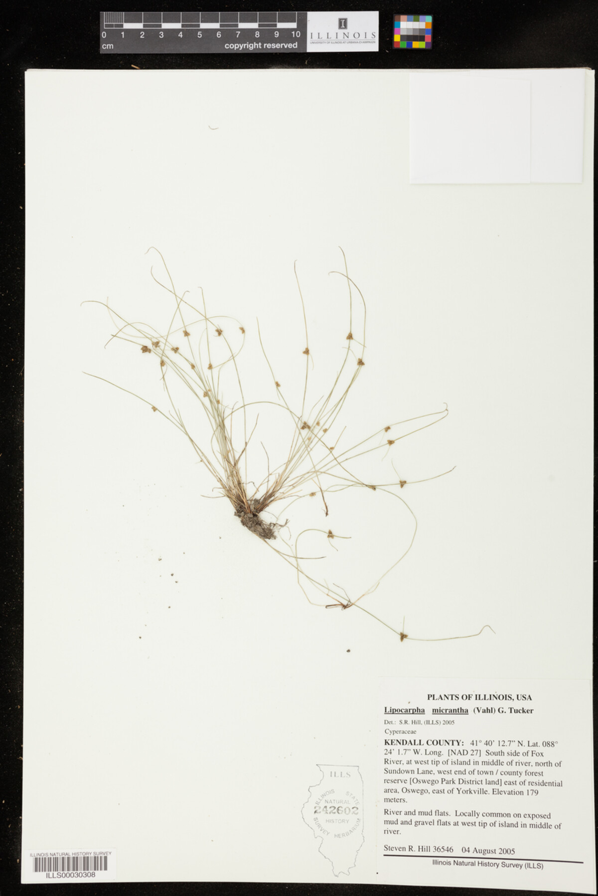 Lipocarpha micrantha image
