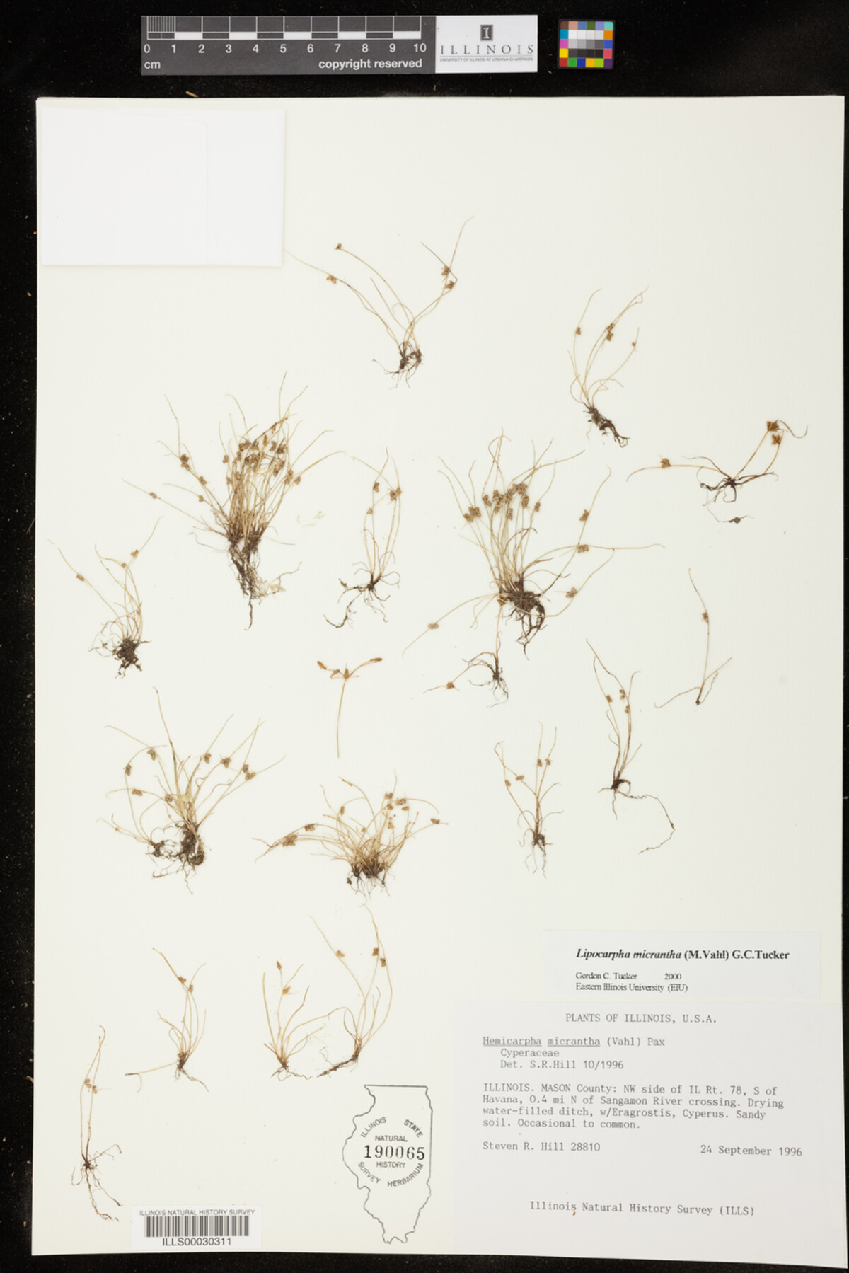 Lipocarpha micrantha image