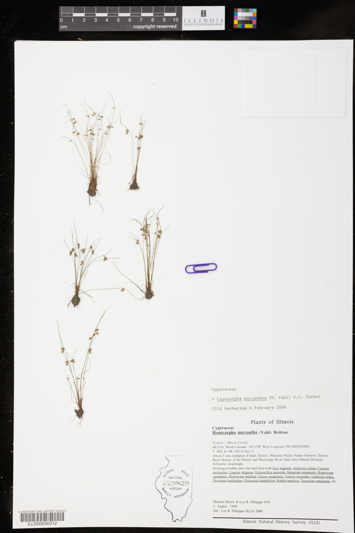 Lipocarpha micrantha image