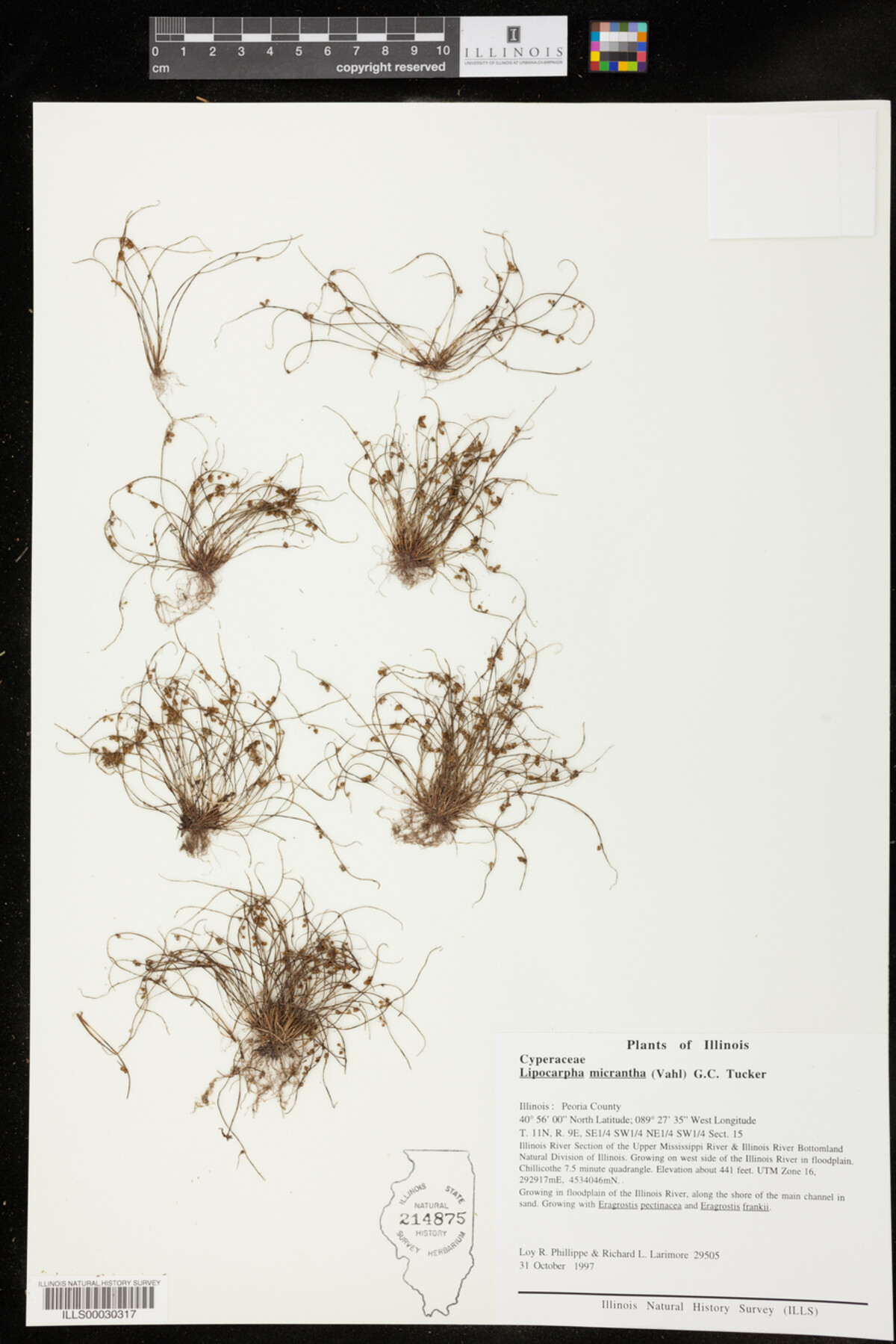 Lipocarpha micrantha image