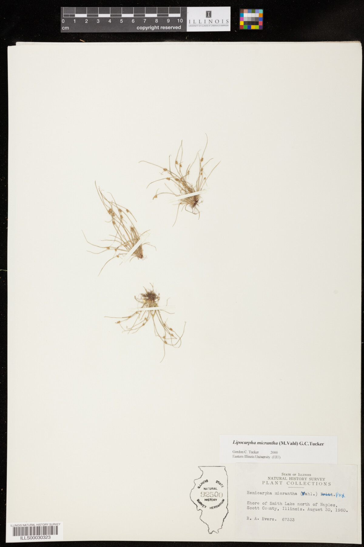 Lipocarpha micrantha image