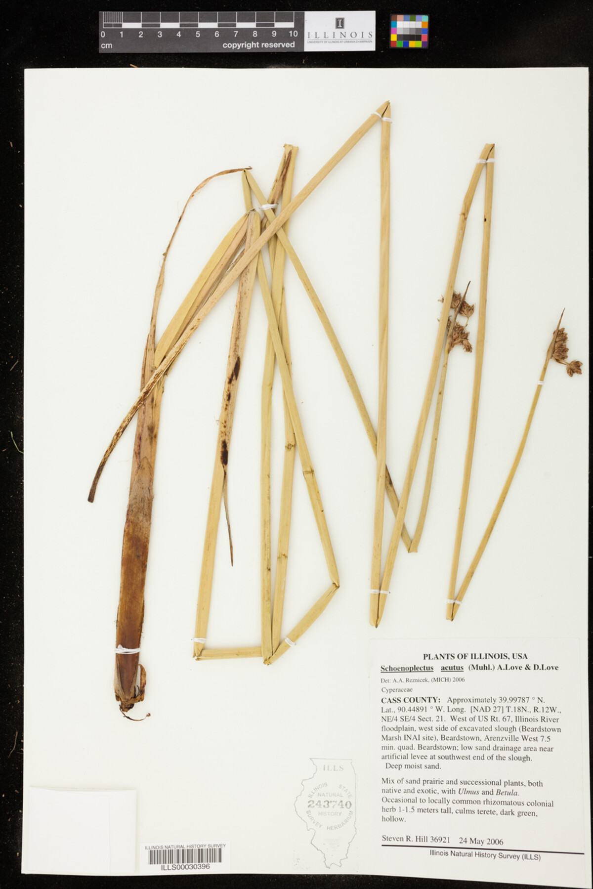 Schoenoplectus acutus image