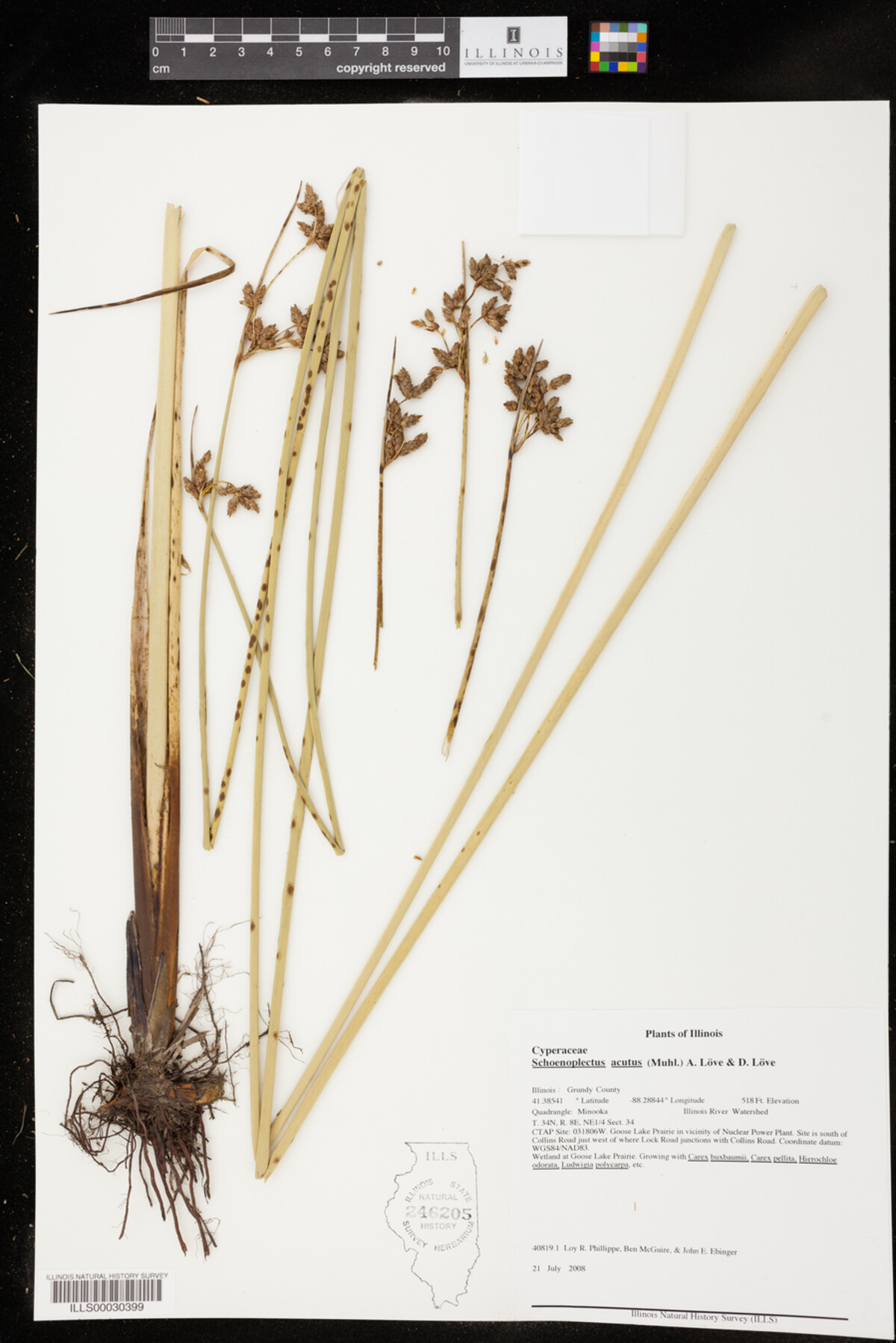Schoenoplectus acutus image