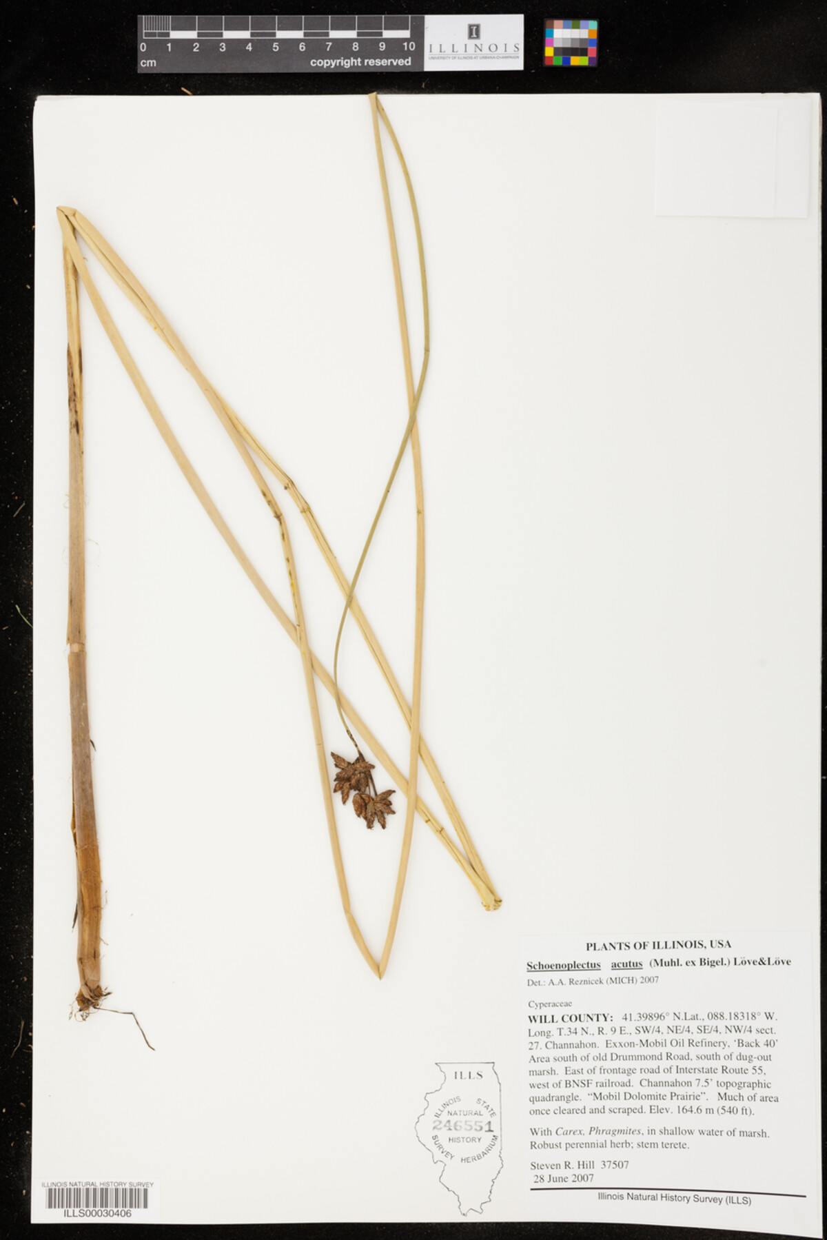 Schoenoplectus acutus image