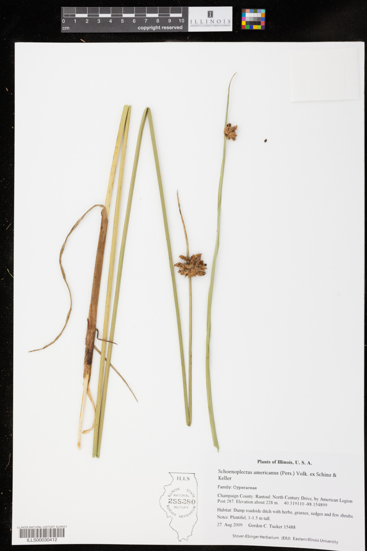 Schoenoplectus americanus image