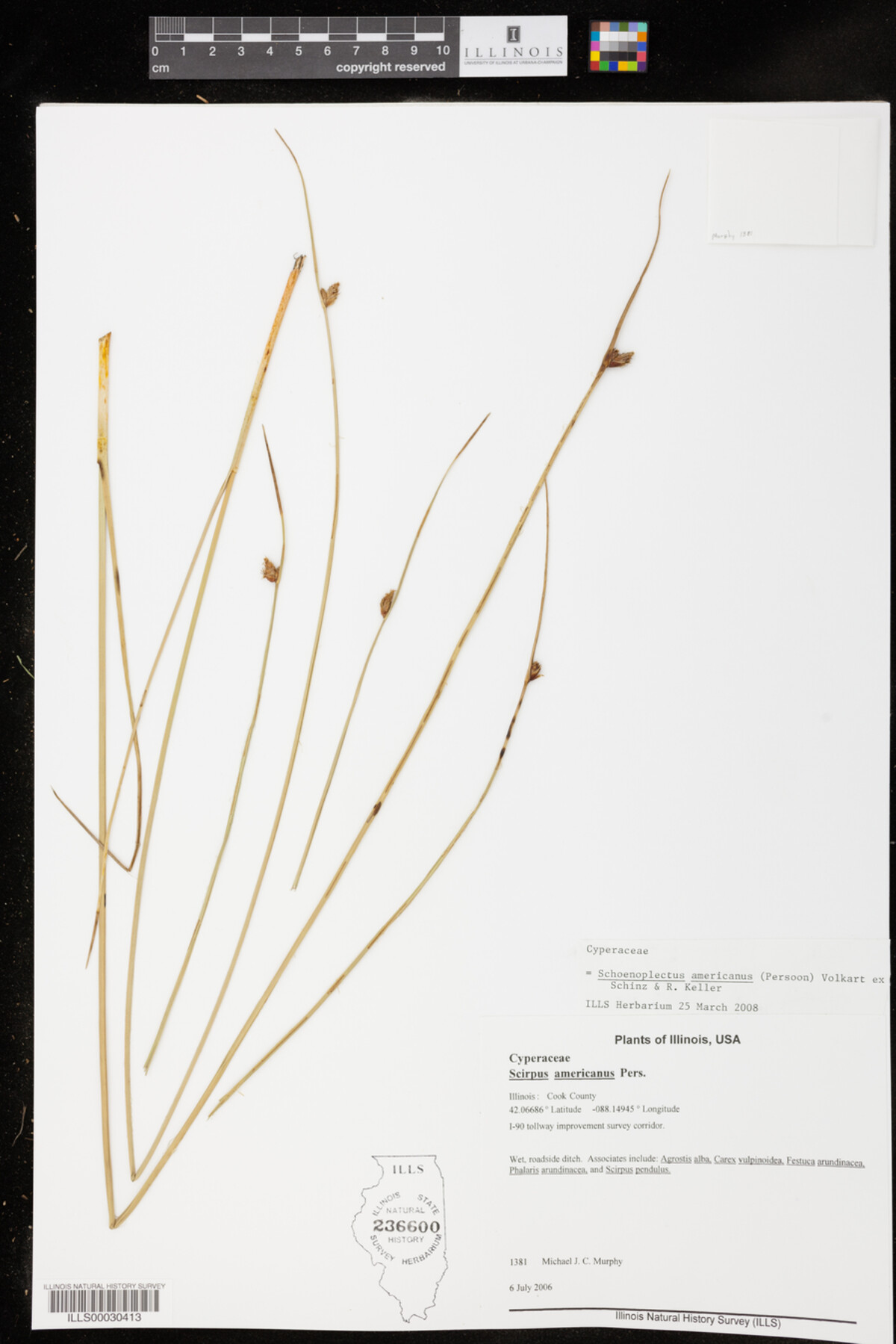 Schoenoplectus americanus image